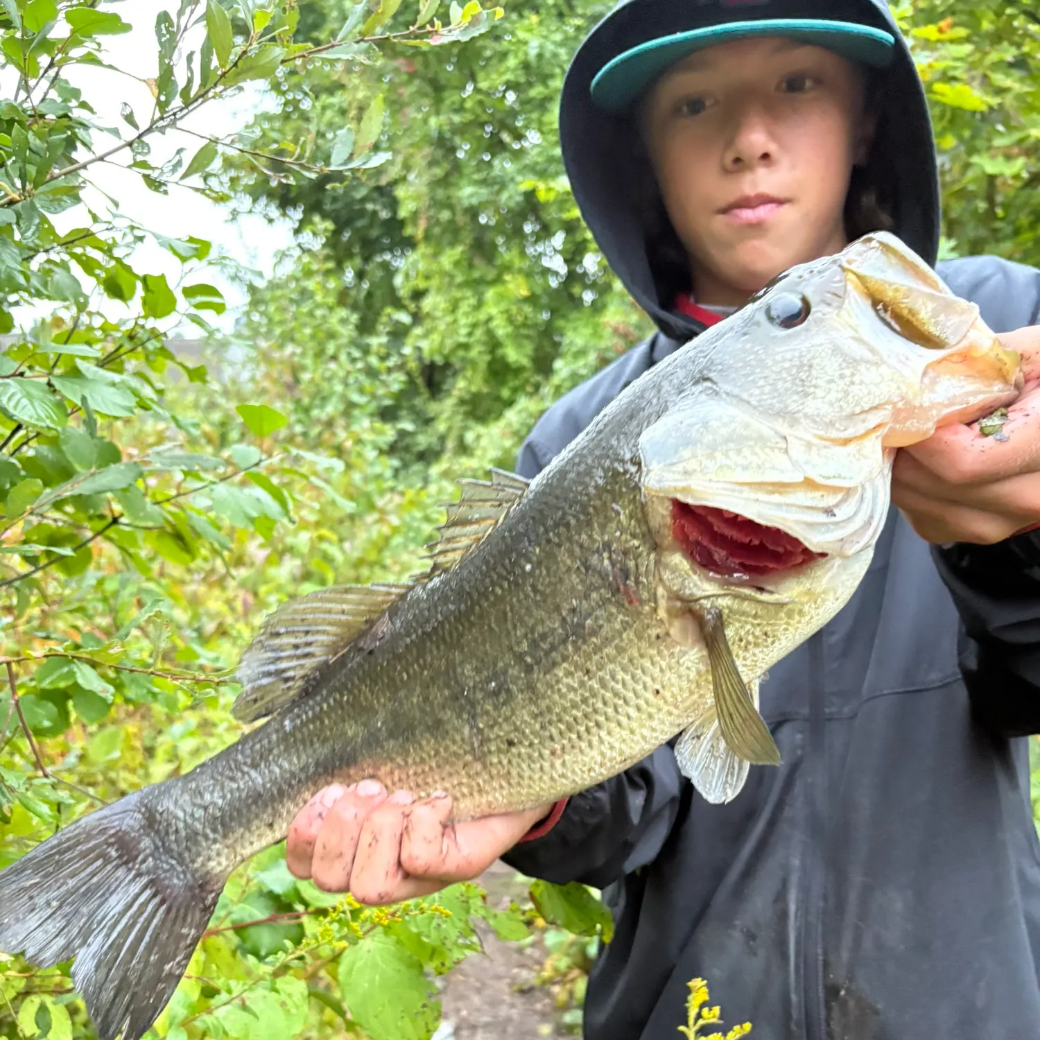 Largemouth bass caught on Fishbrain