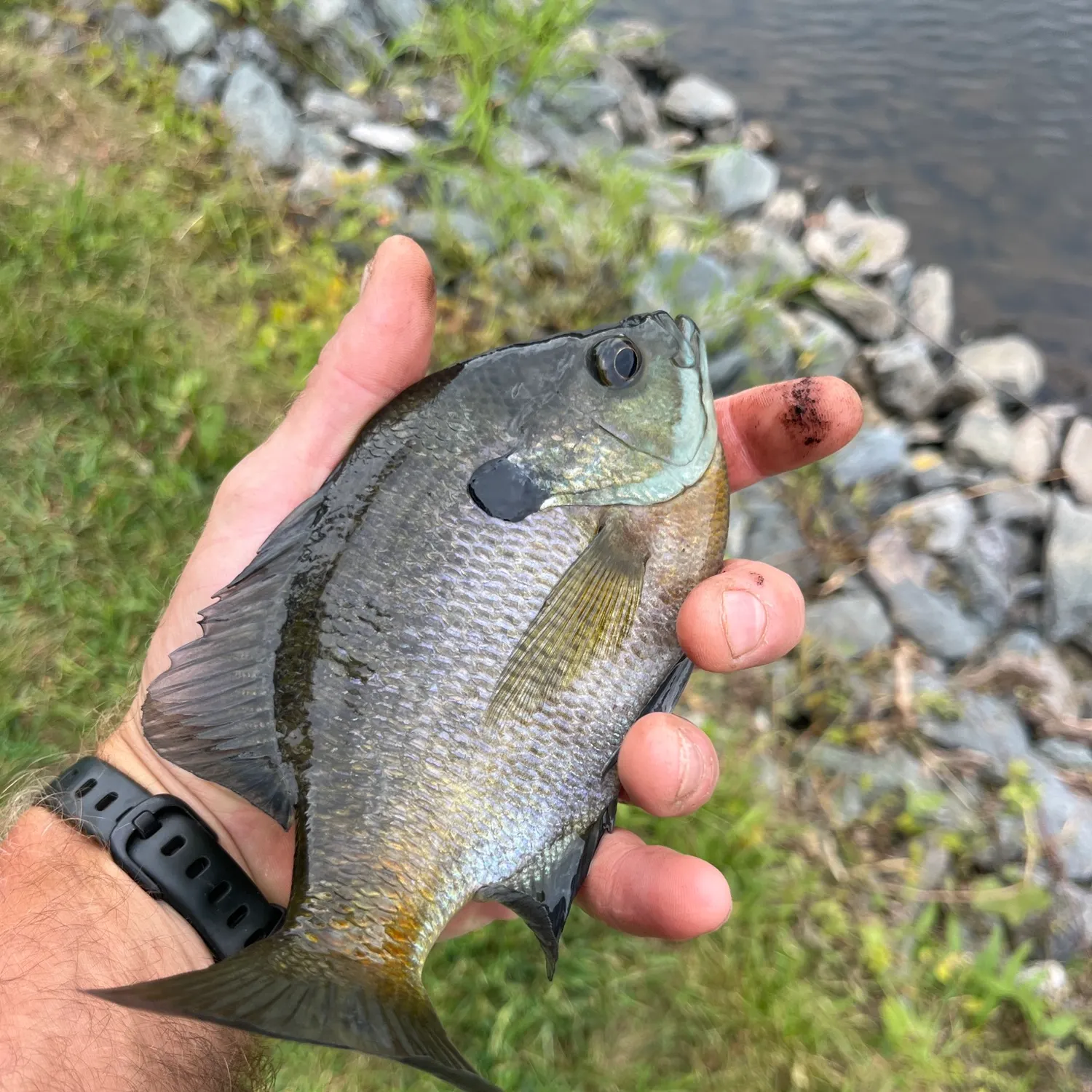 Bluegill caught on Fishbrain