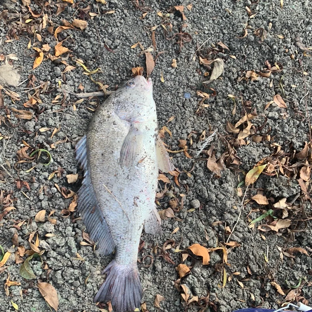 Freshwater drum caught on Fishbrain