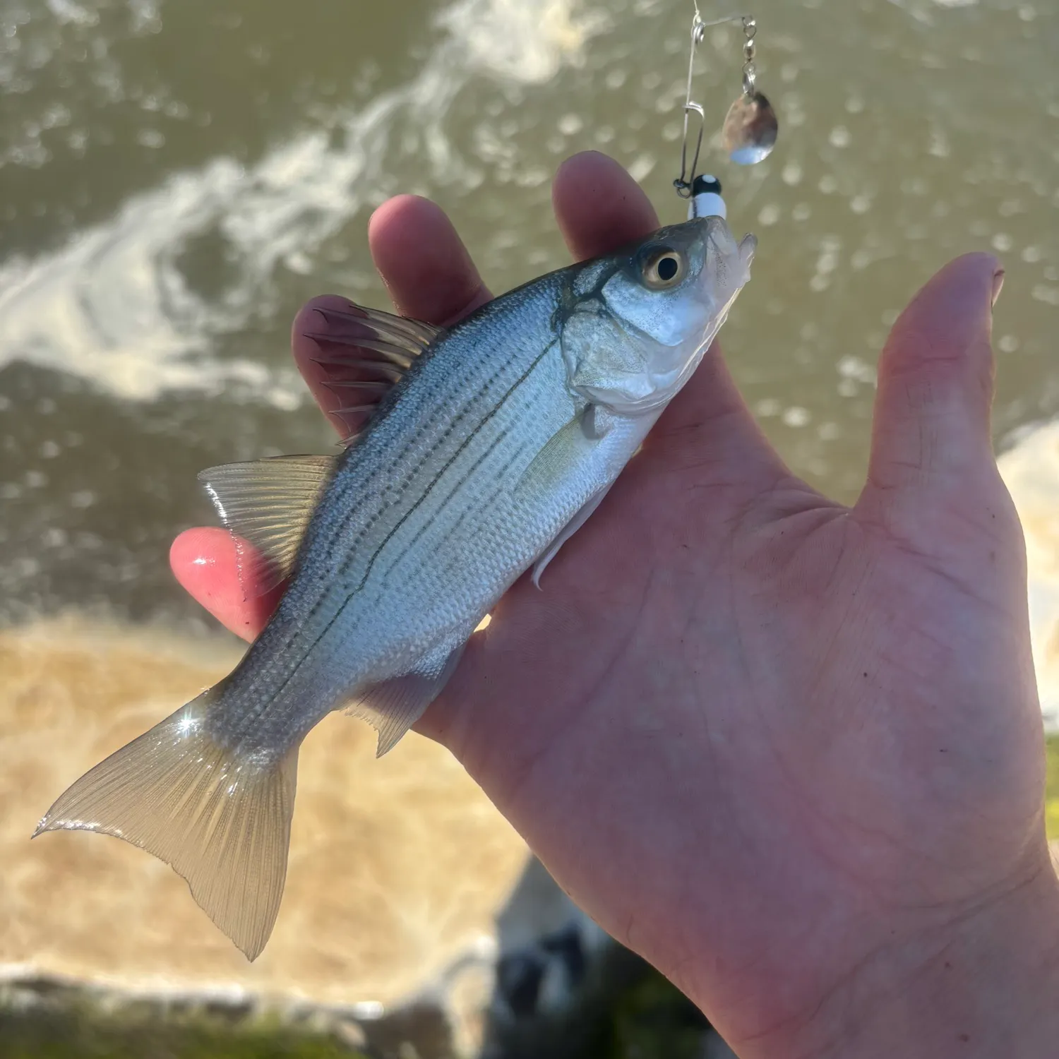 White bass caught on Fishbrain