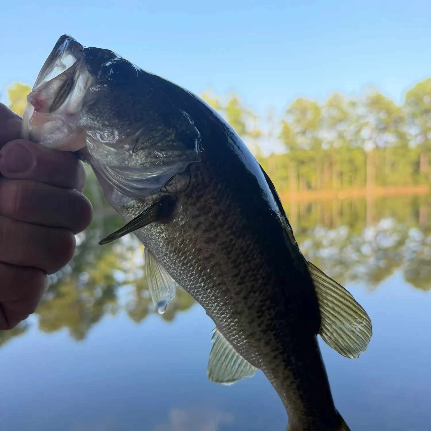 Largemouth bass caught on Fishbrain