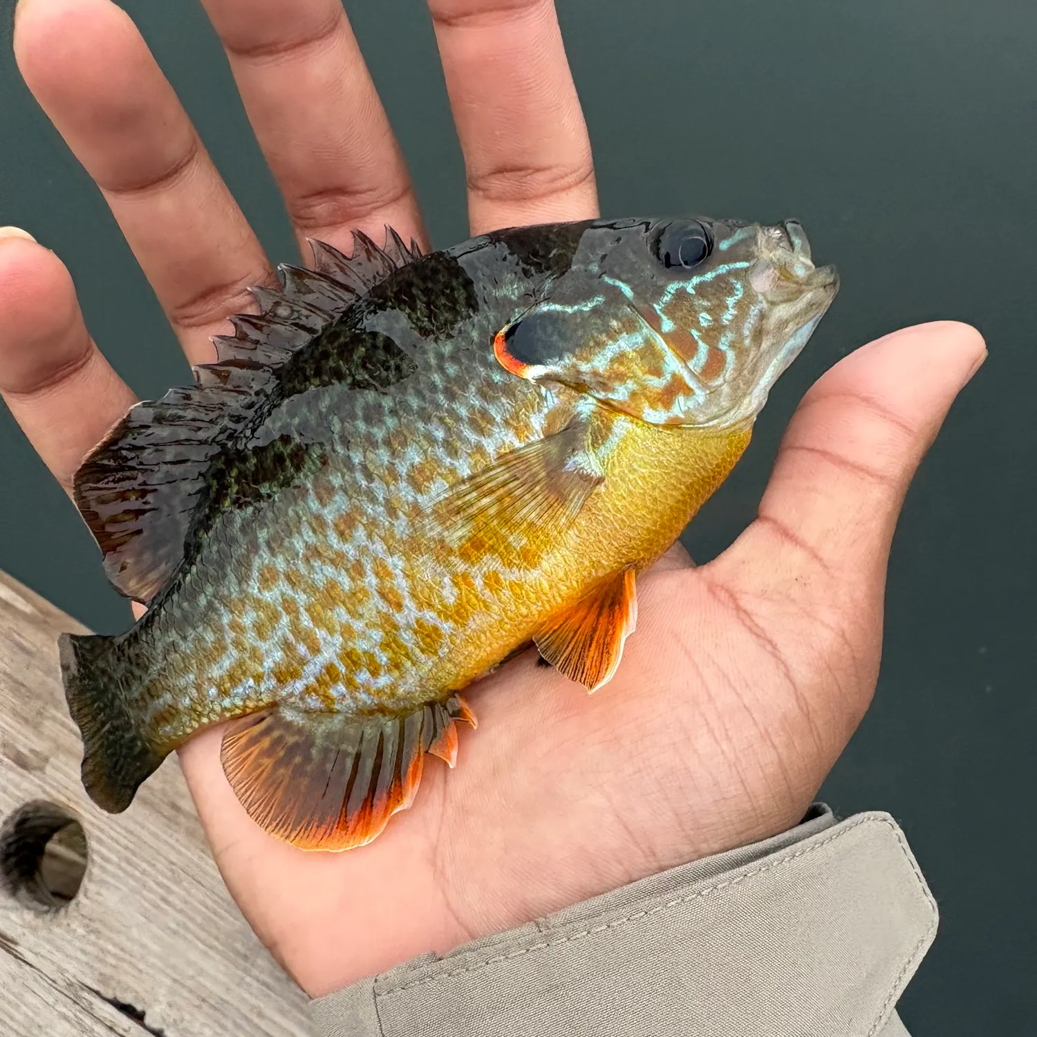 Pumpkinseed caught on Fishbrain
