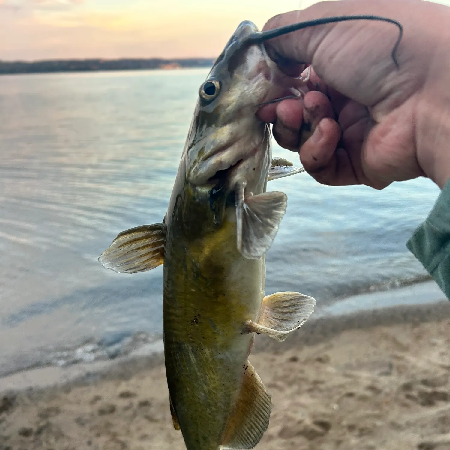 Channel catfish caught on Fishbrain