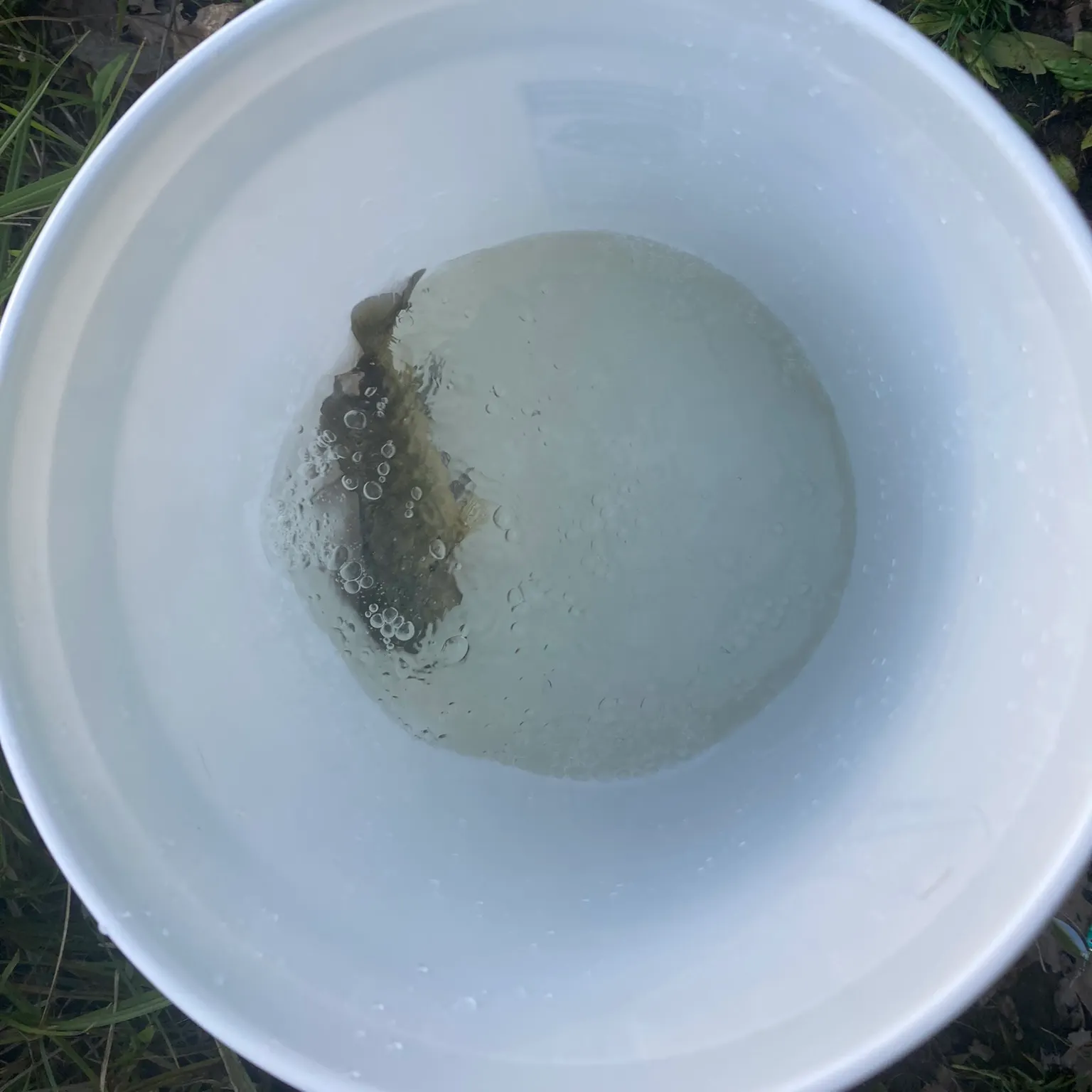 The most recent Bluegill catches on Fishbrain