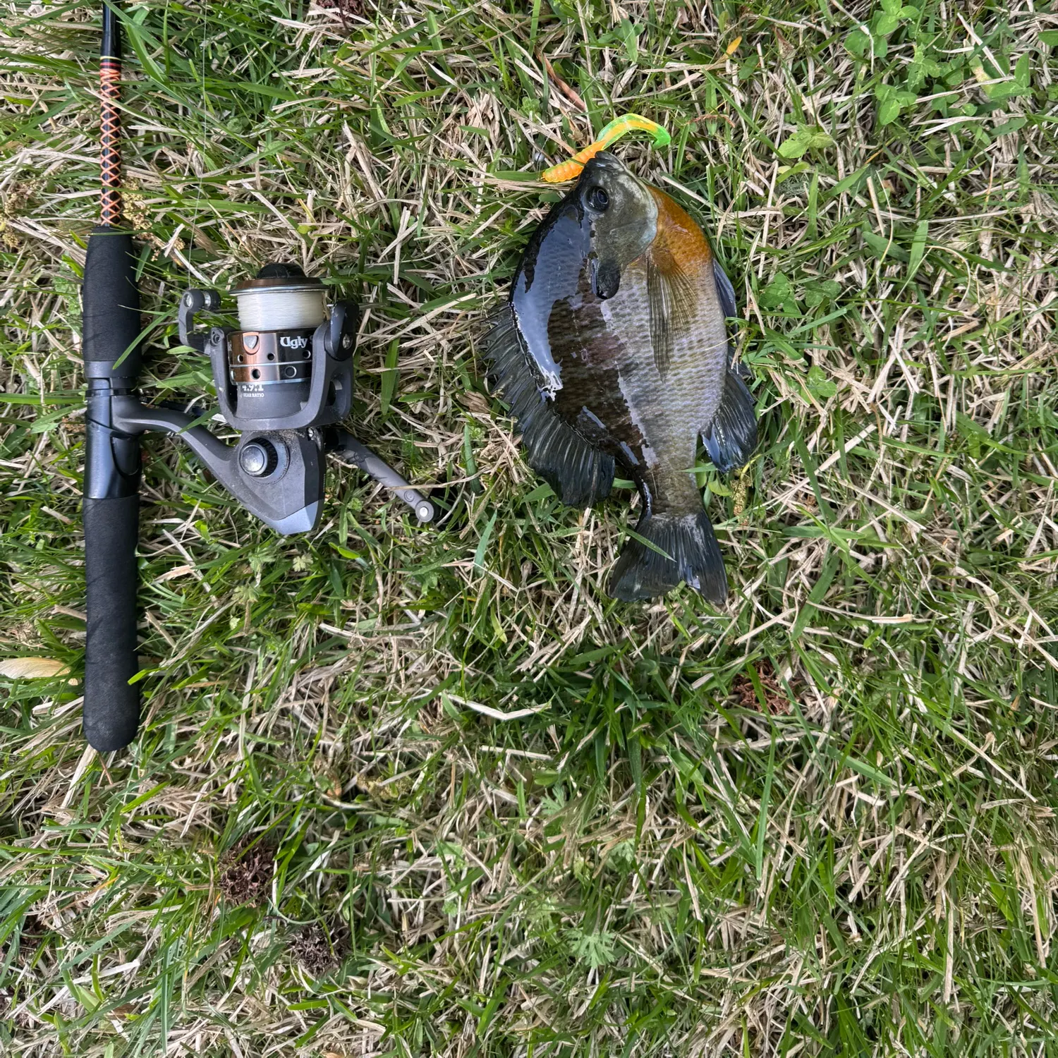 Bluegill caught on Fishbrain