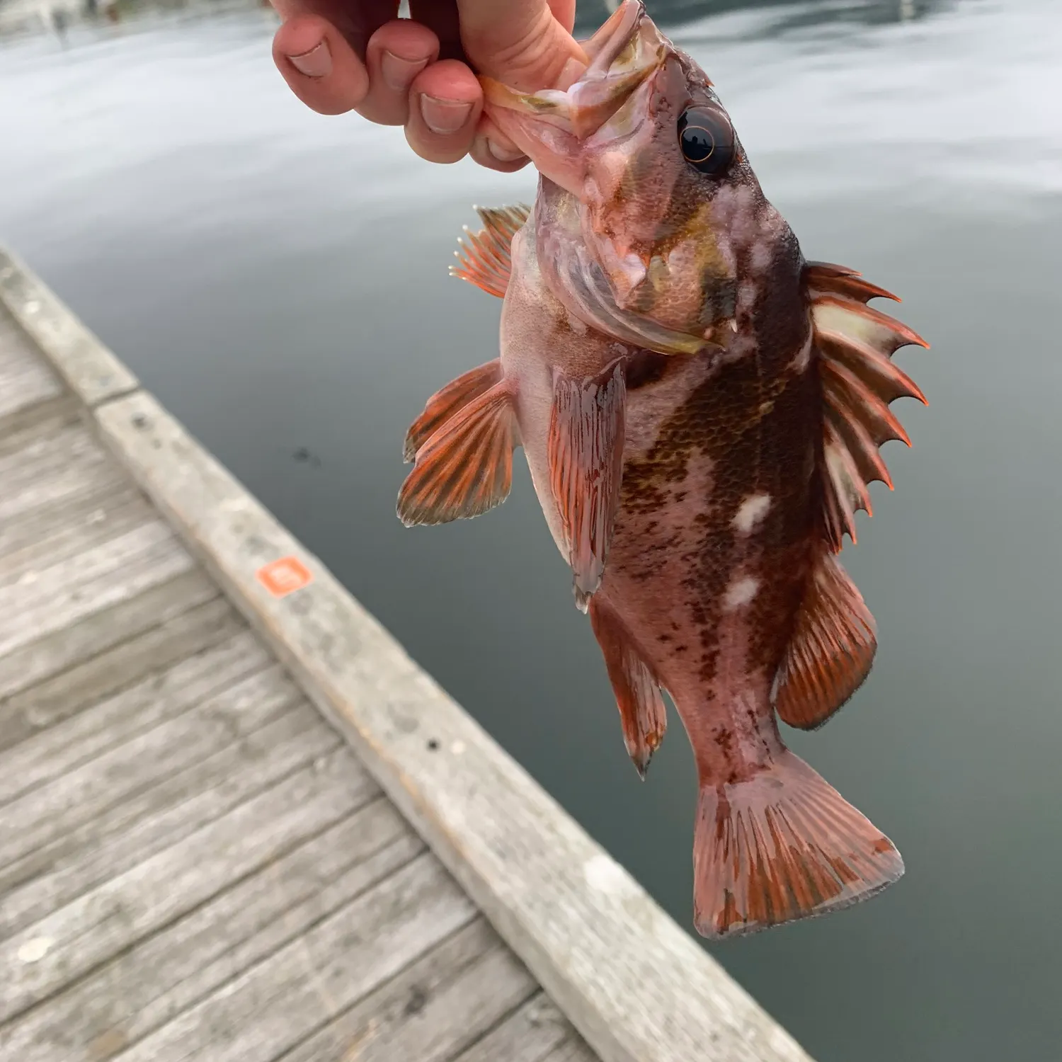 Copper rockfish caught on Fishbrain