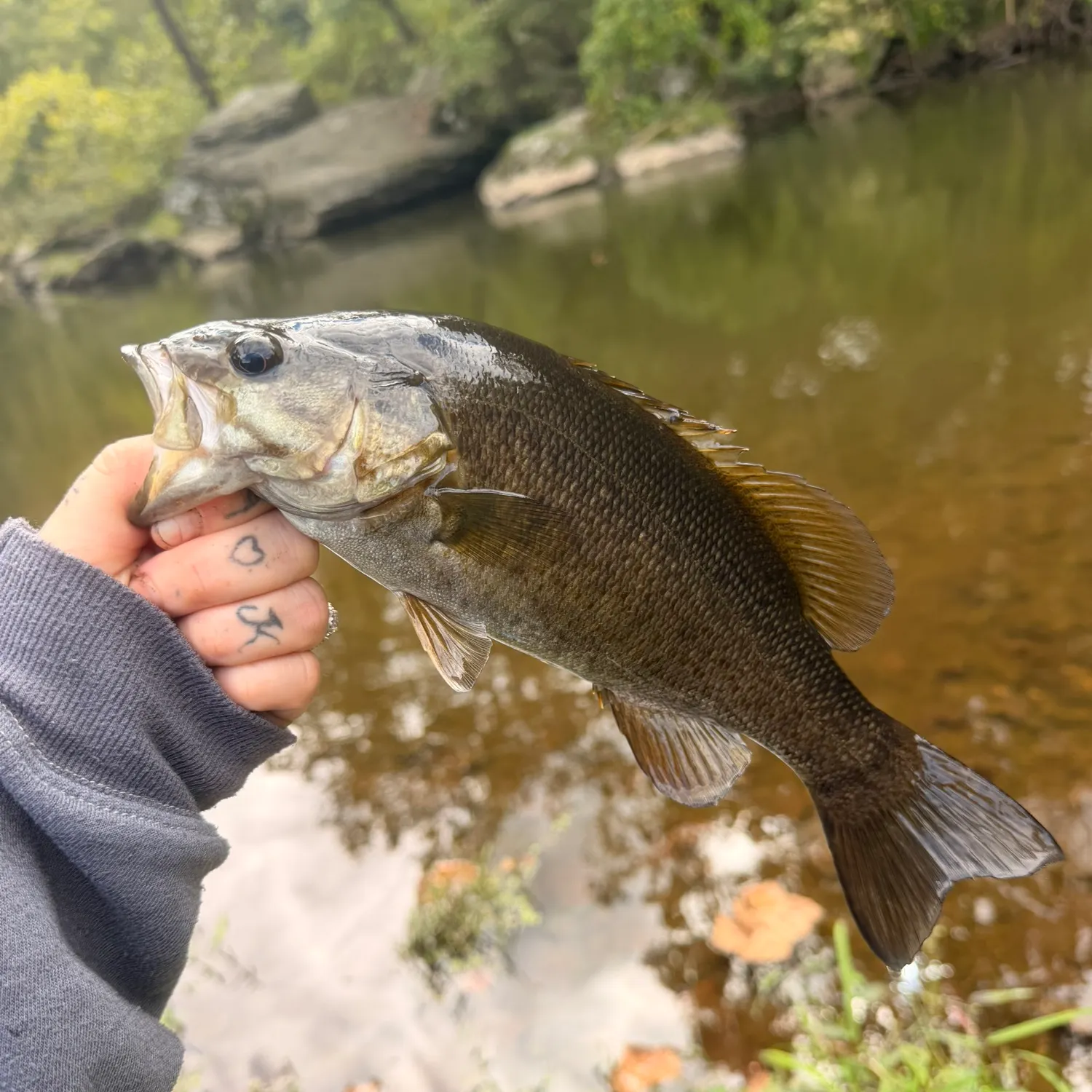 Smallmouth bass caught on Fishbrain