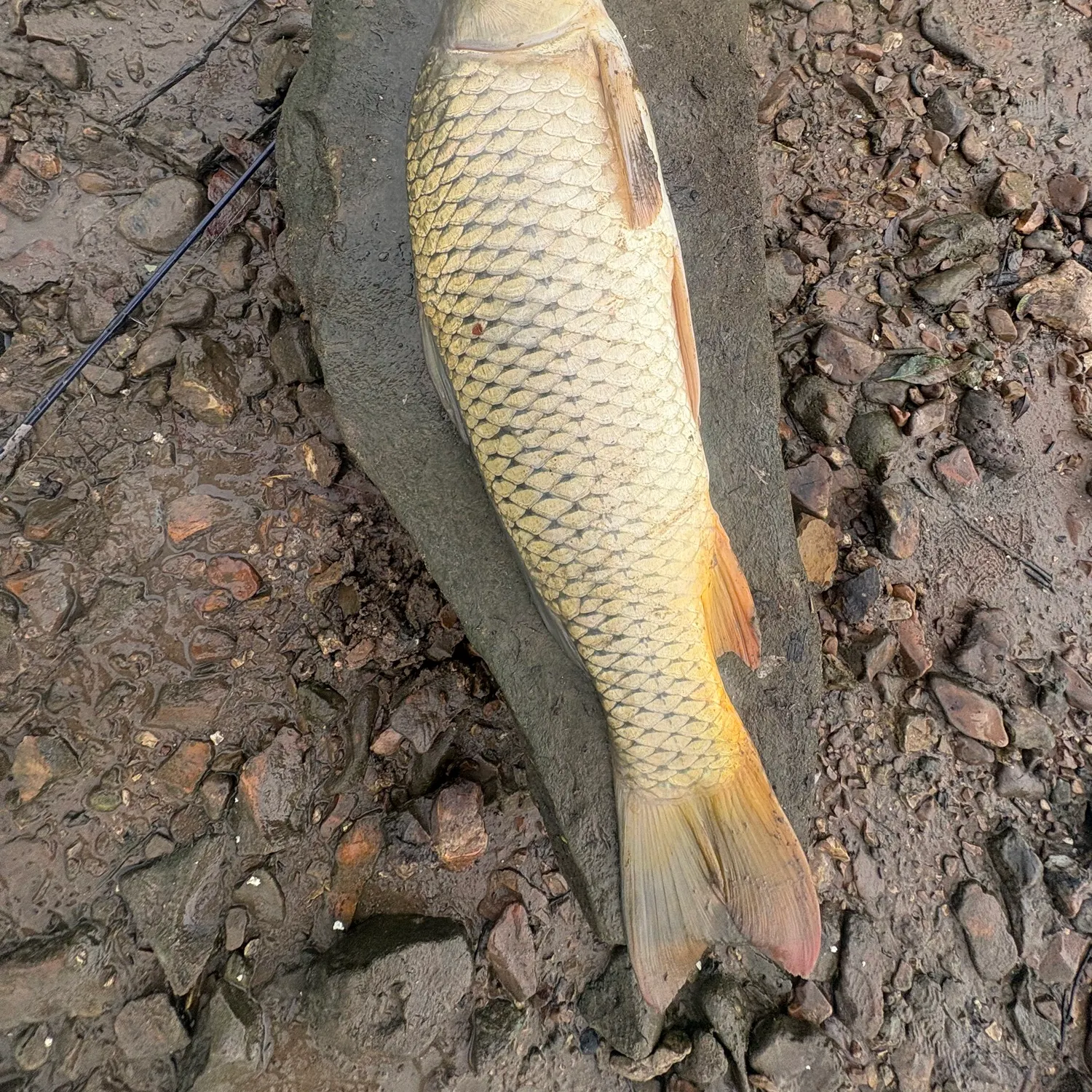 Common carp caught on Fishbrain