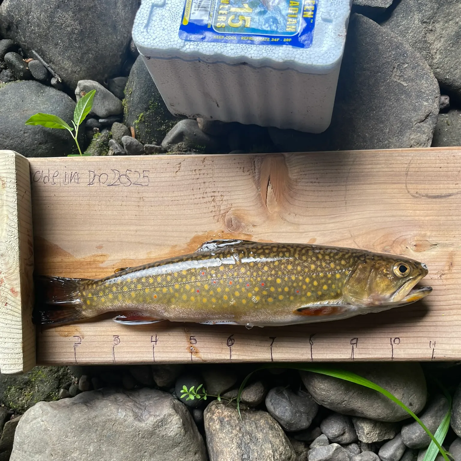 recently logged catches