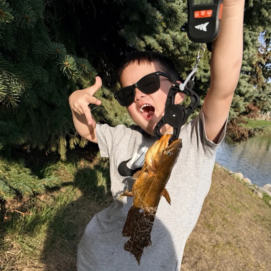 Yellow bullhead caught on Fishbrain