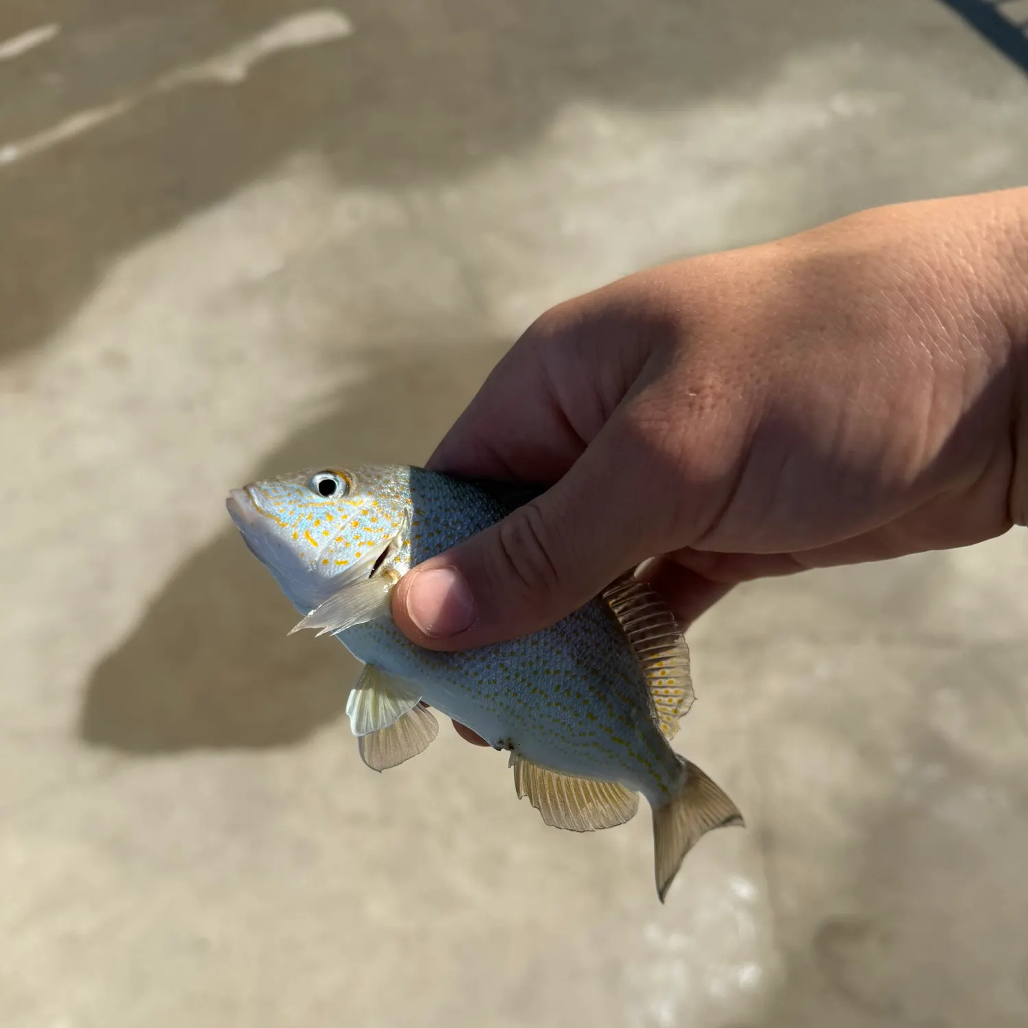 The most recent Pigfish catches on Fishbrain