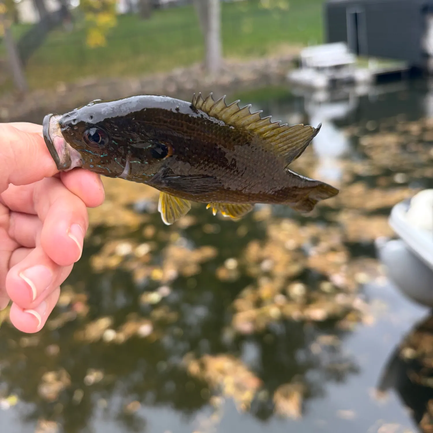Green sunfish caught on Fishbrain