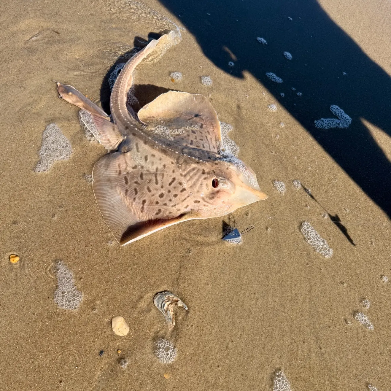 Clearnose skate caught on Fishbrain