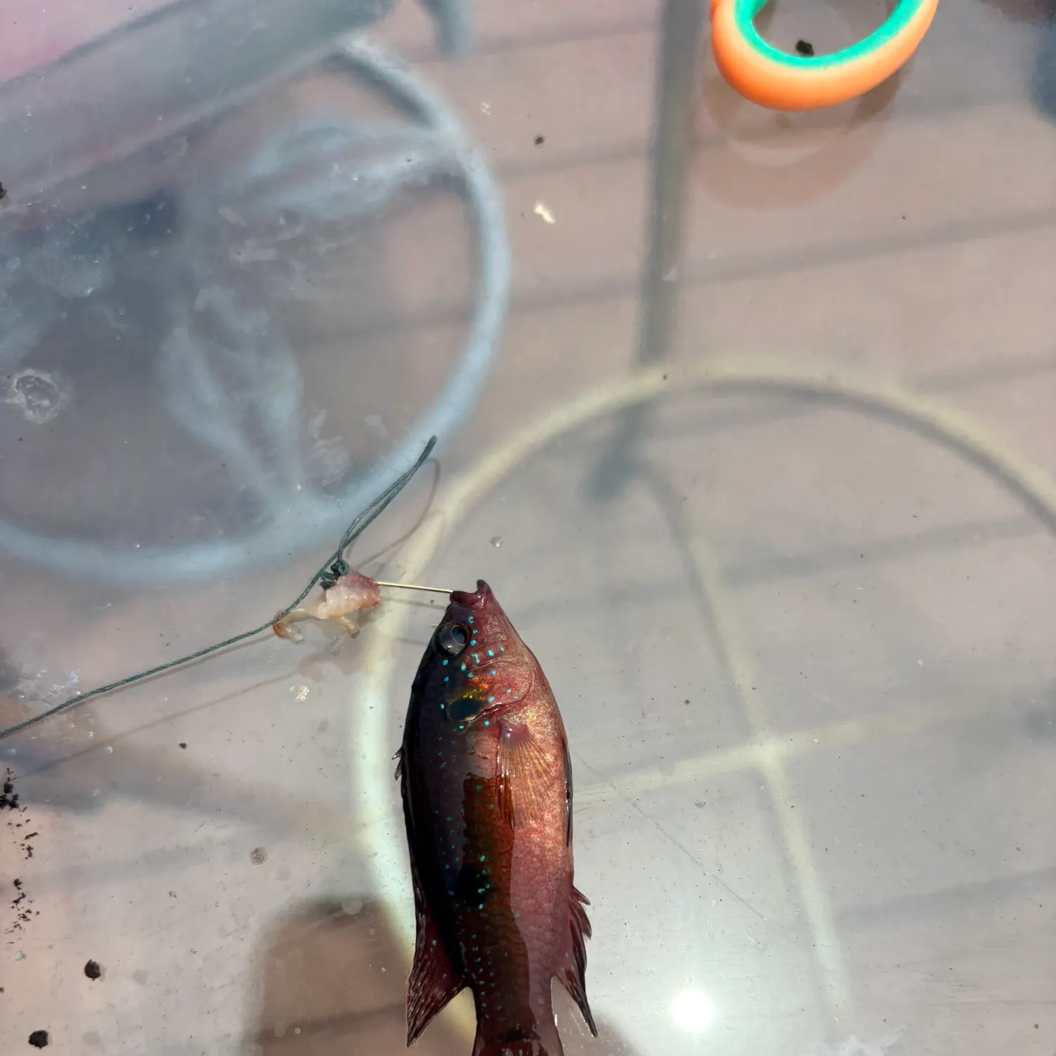The most recent Kissing gourami catches on Fishbrain