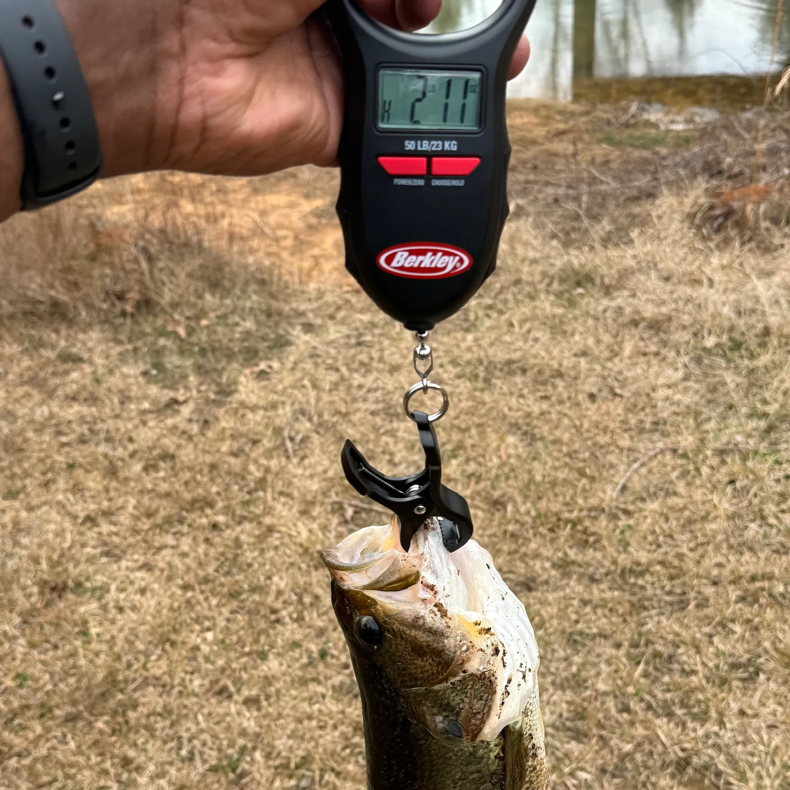 The most recent Largemouth bass catches on Fishbrain