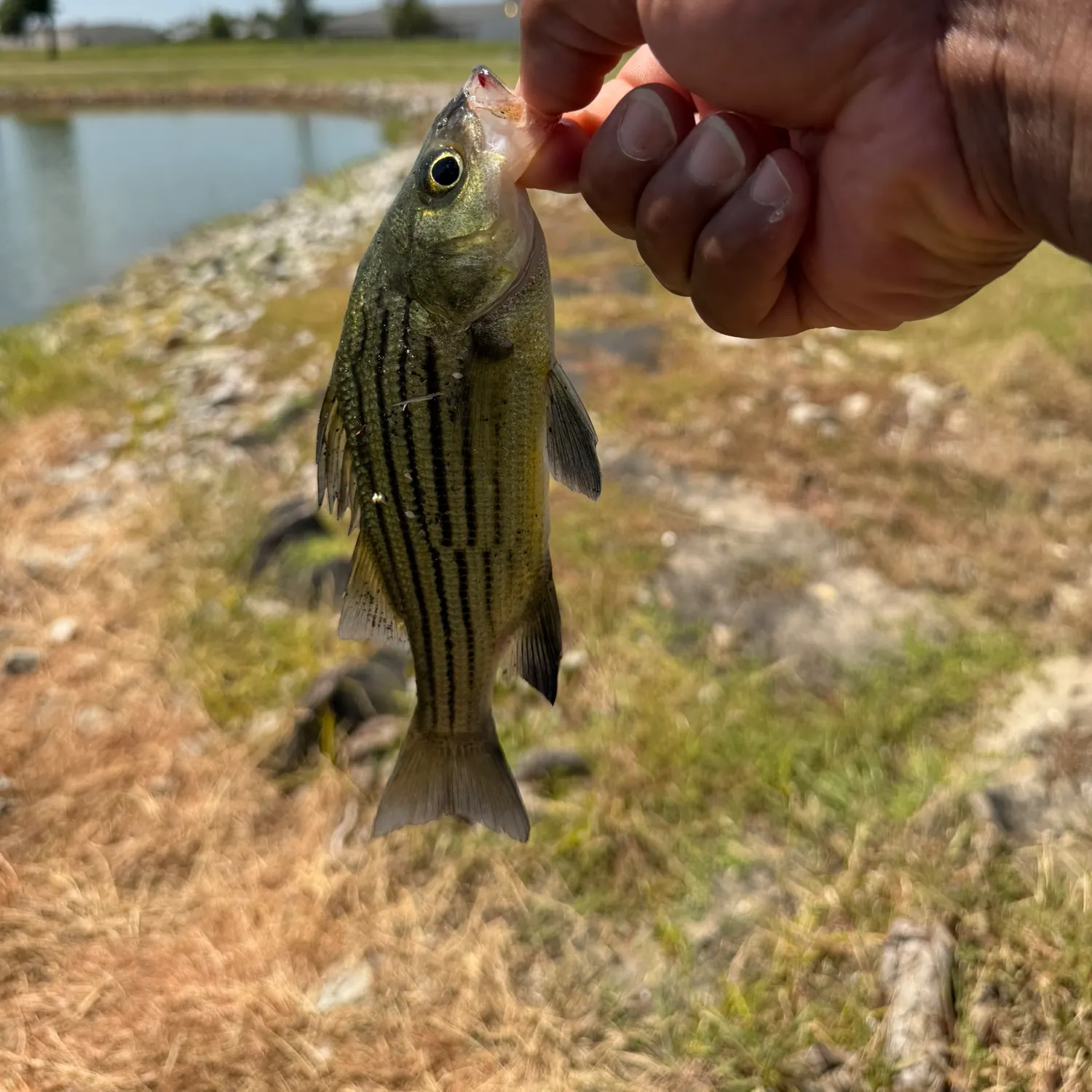 Yellow bass caught on Fishbrain