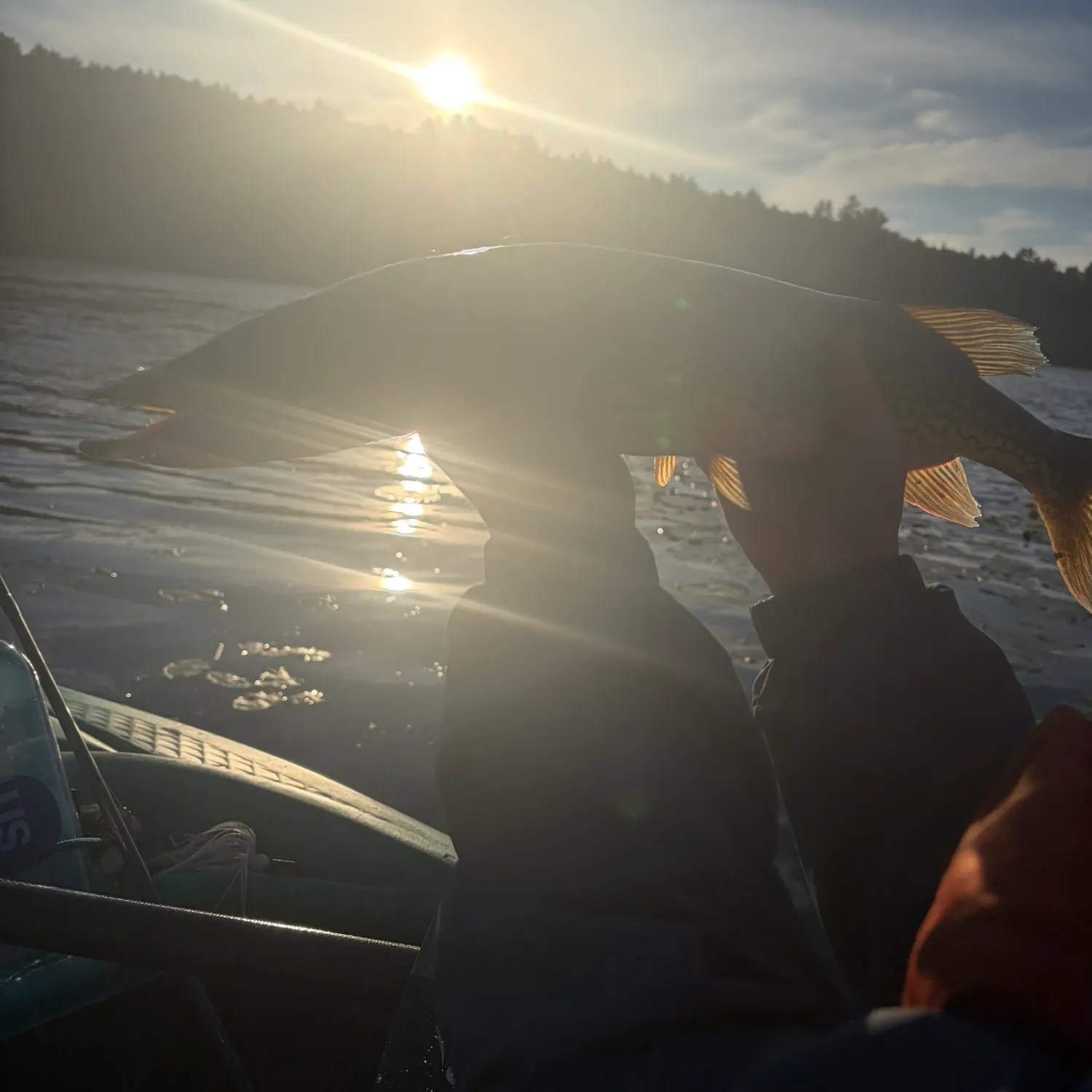 Chain pickerel caught on Fishbrain