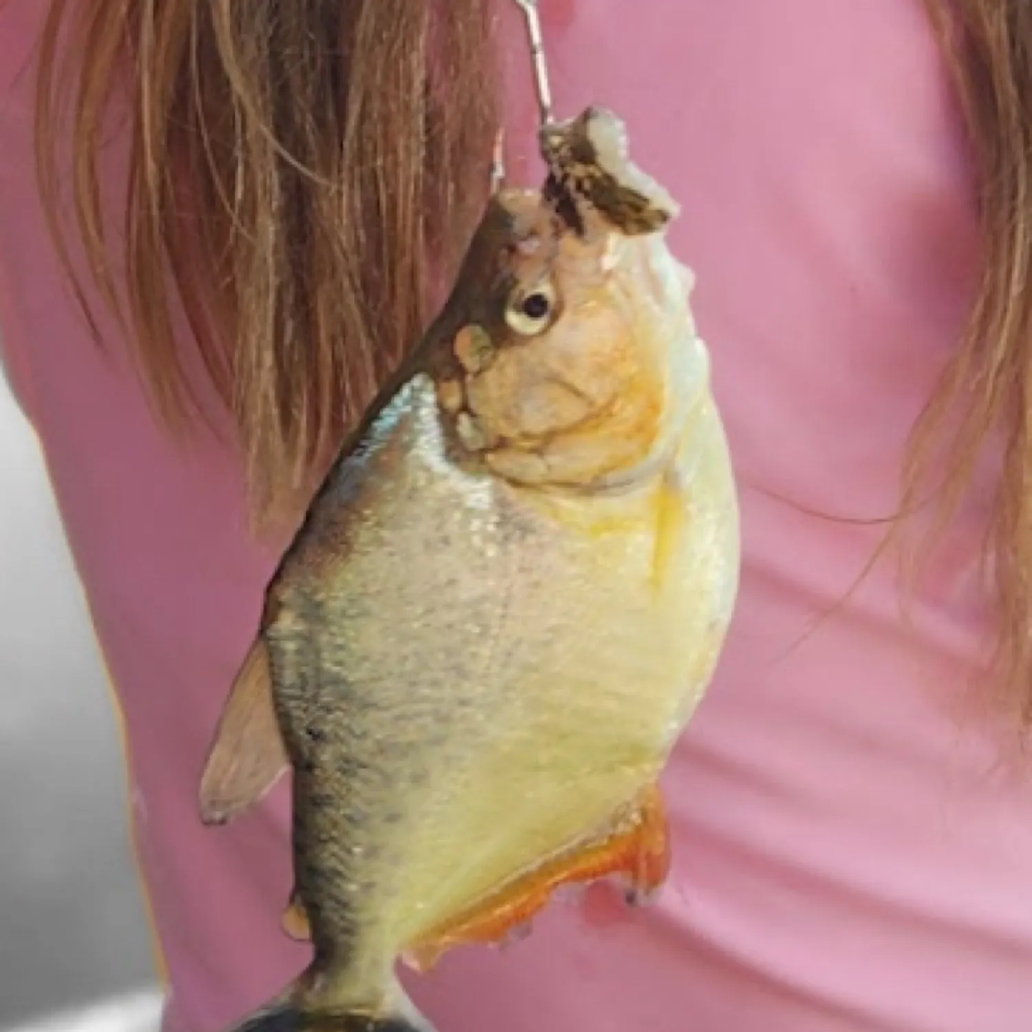The most recent Red-bellied piranha catches on Fishbrain