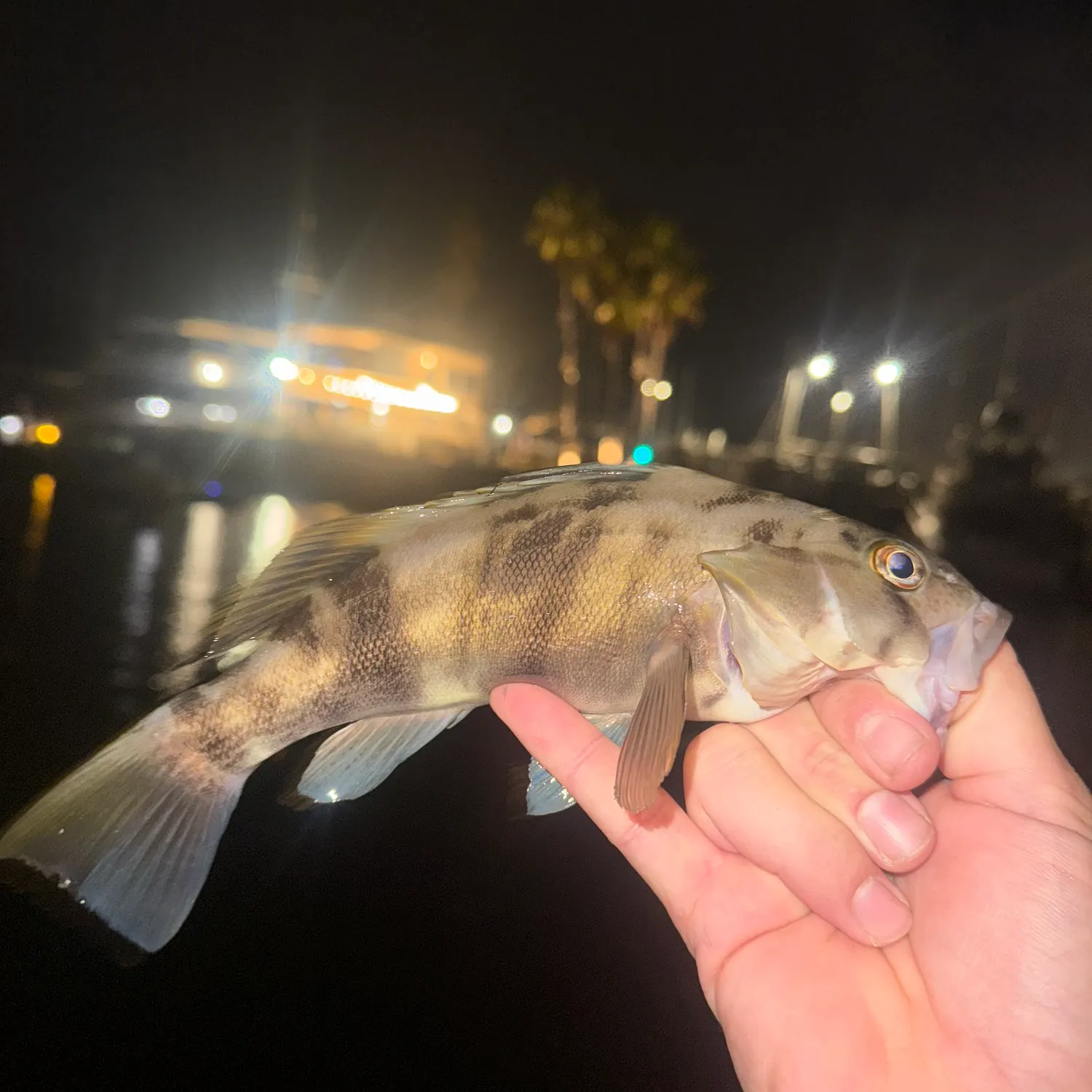 Barred sand bass caught on Fishbrain