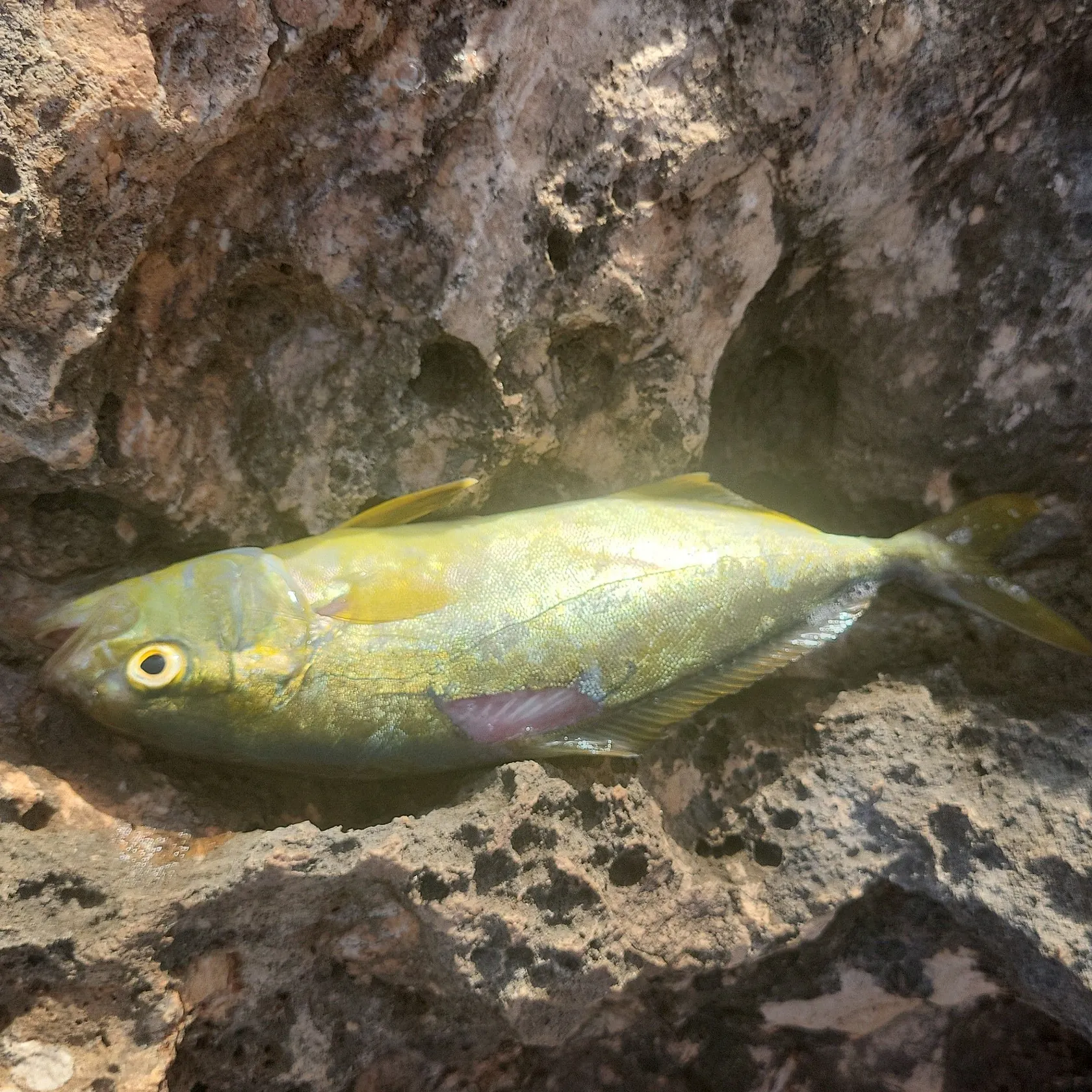 Fish caught on Fishbrain
