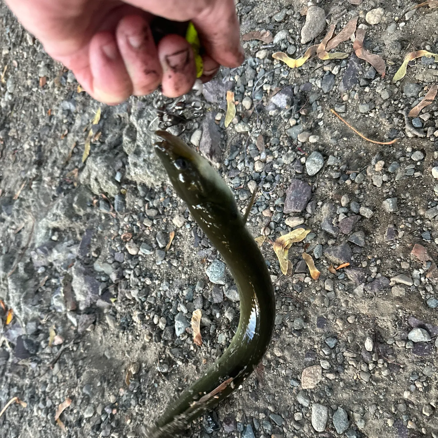 catch