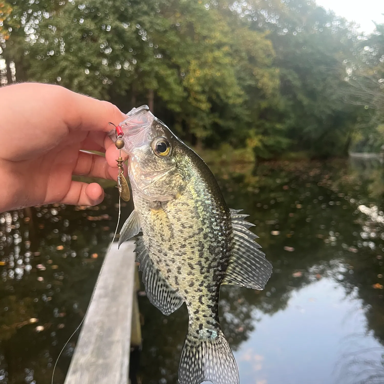 Black crappie caught on Fishbrain
