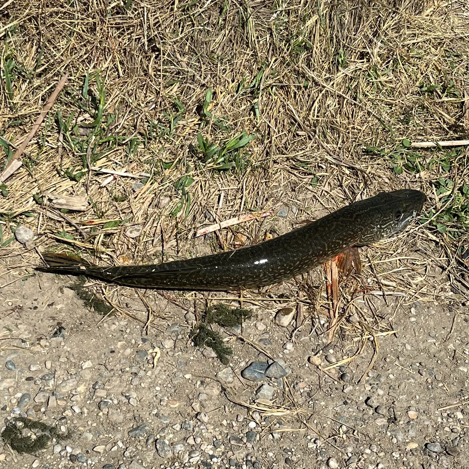 Fish caught on Fishbrain