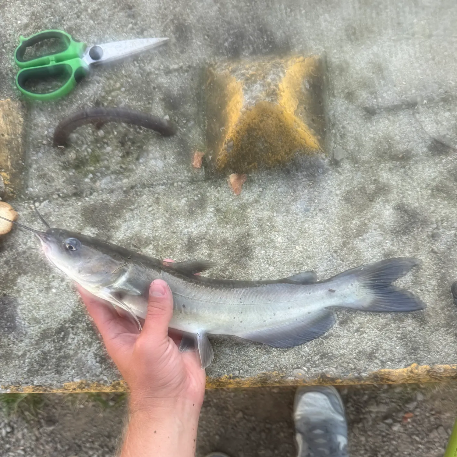 Channel catfish caught on Fishbrain