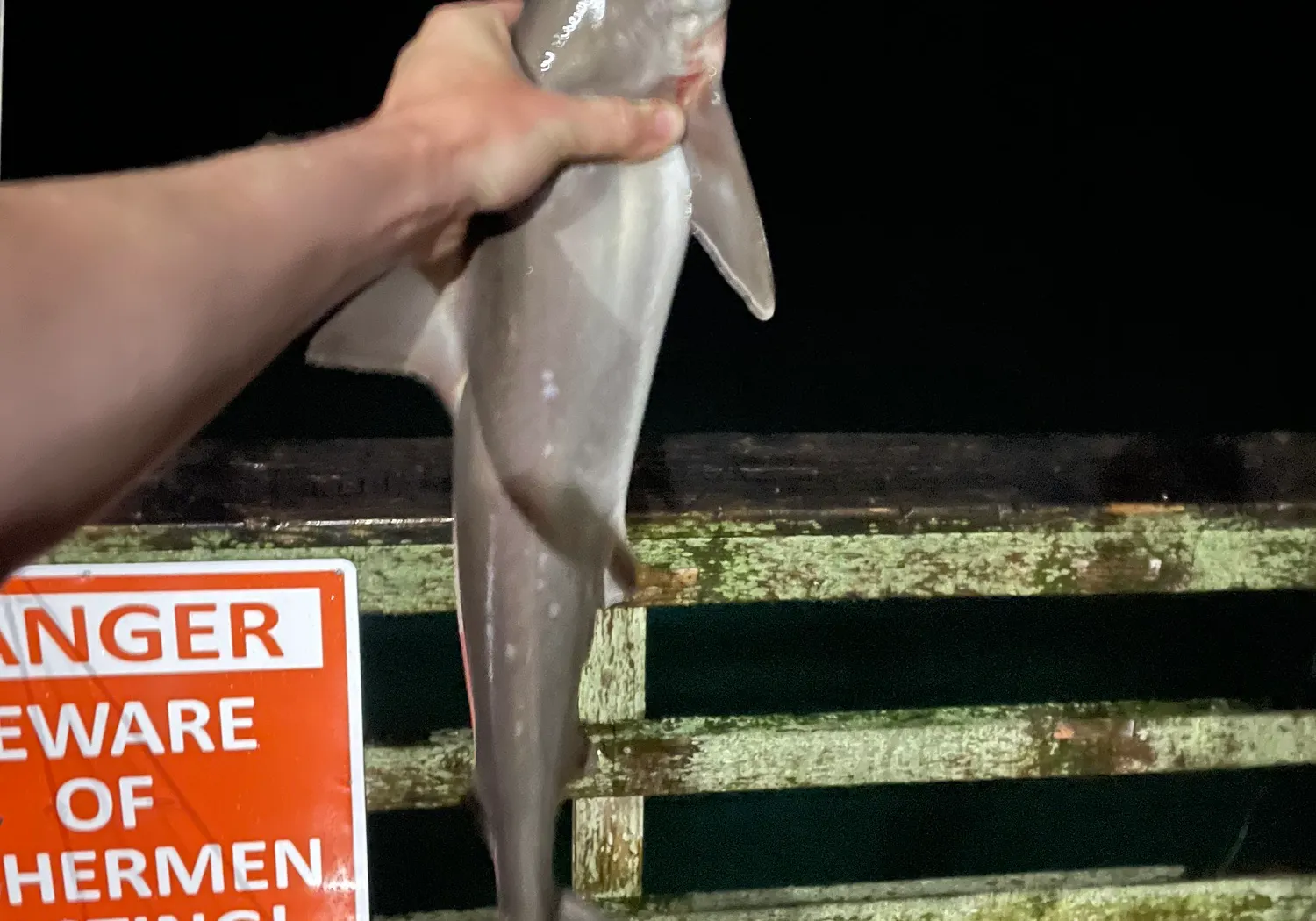 Atlantic sharpnose shark