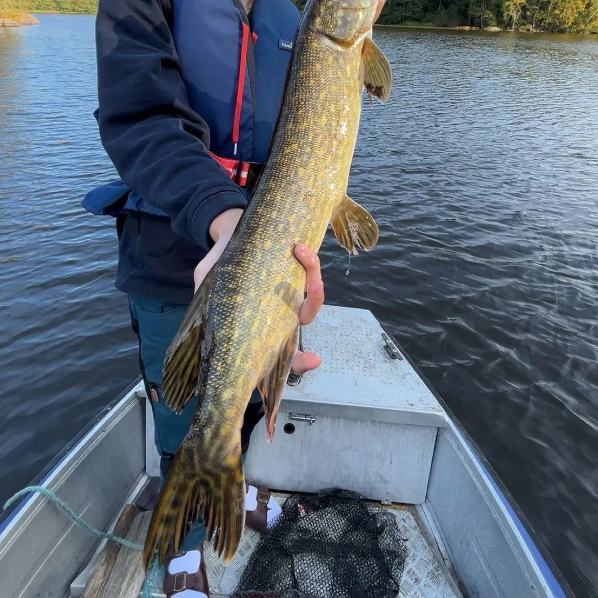 Northern pike caught on Fishbrain