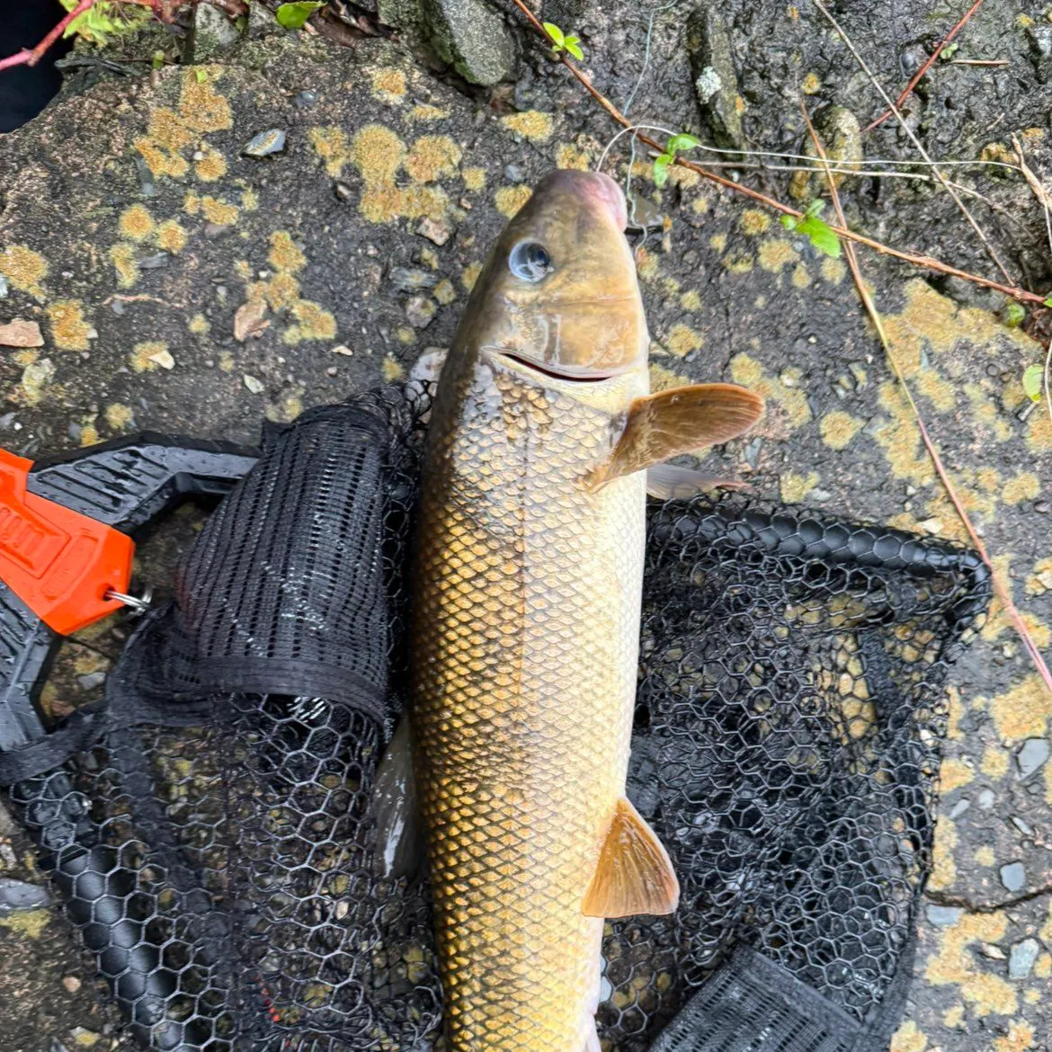 White sucker caught on Fishbrain