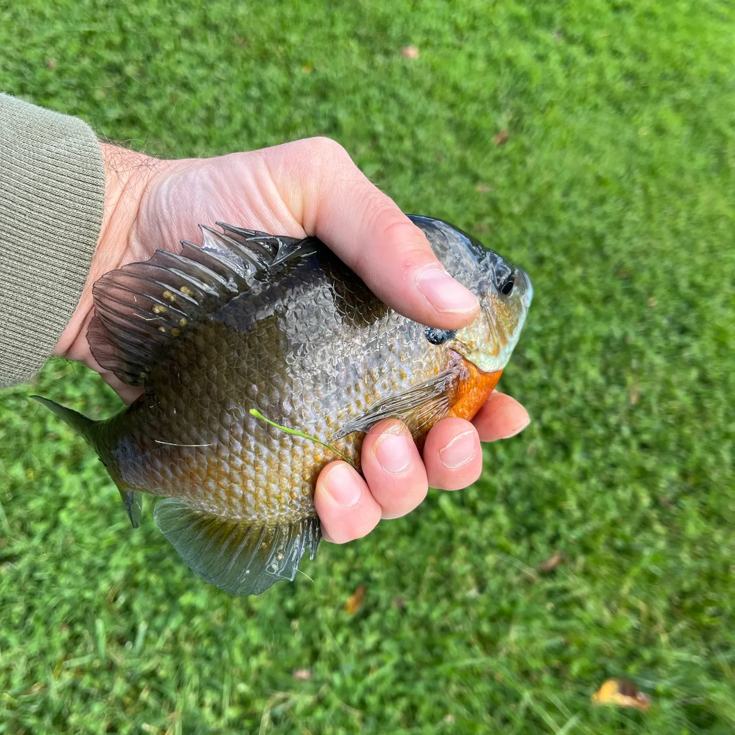 Bluegill caught on Fishbrain