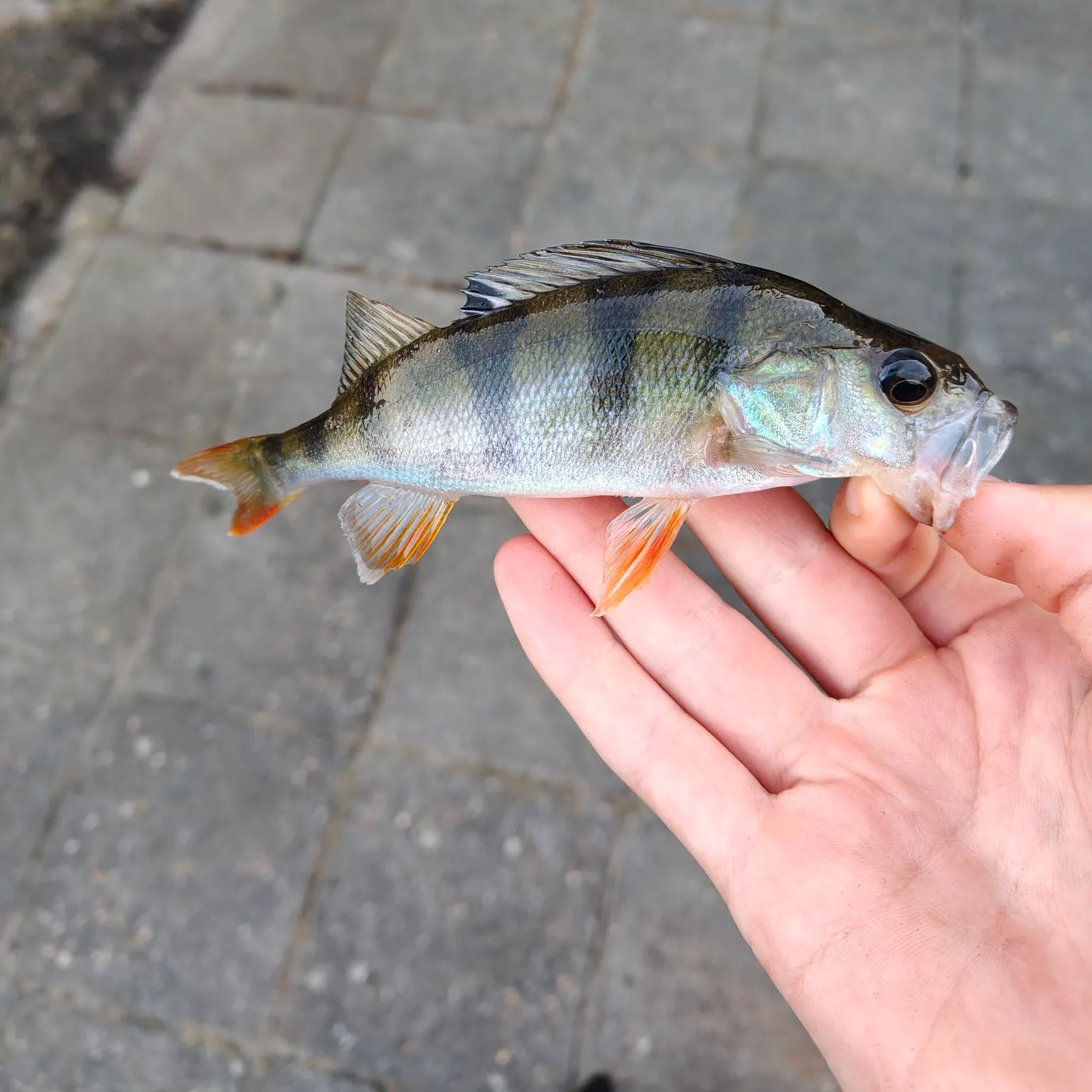 European perch caught on Fishbrain