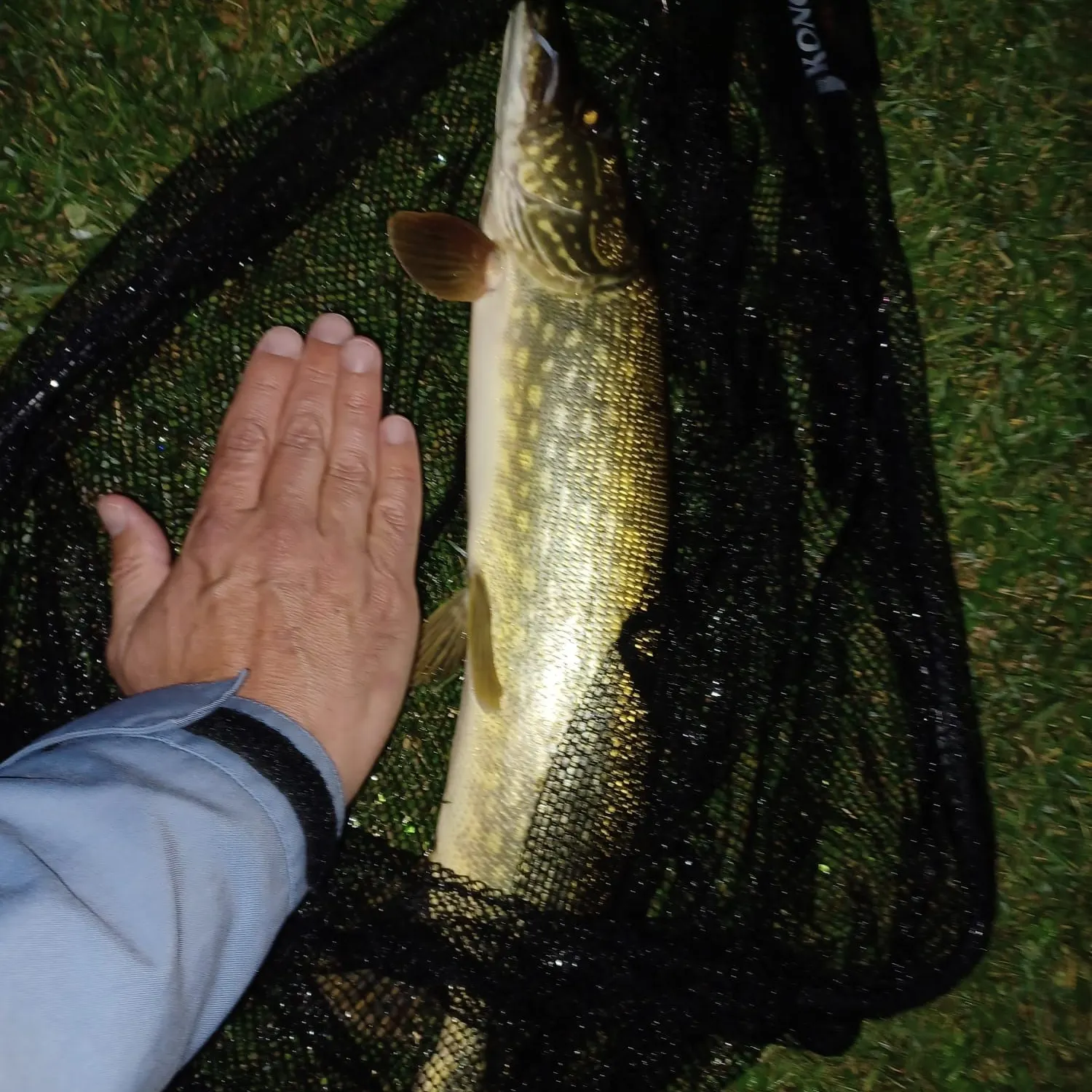 Northern pike caught on Fishbrain
