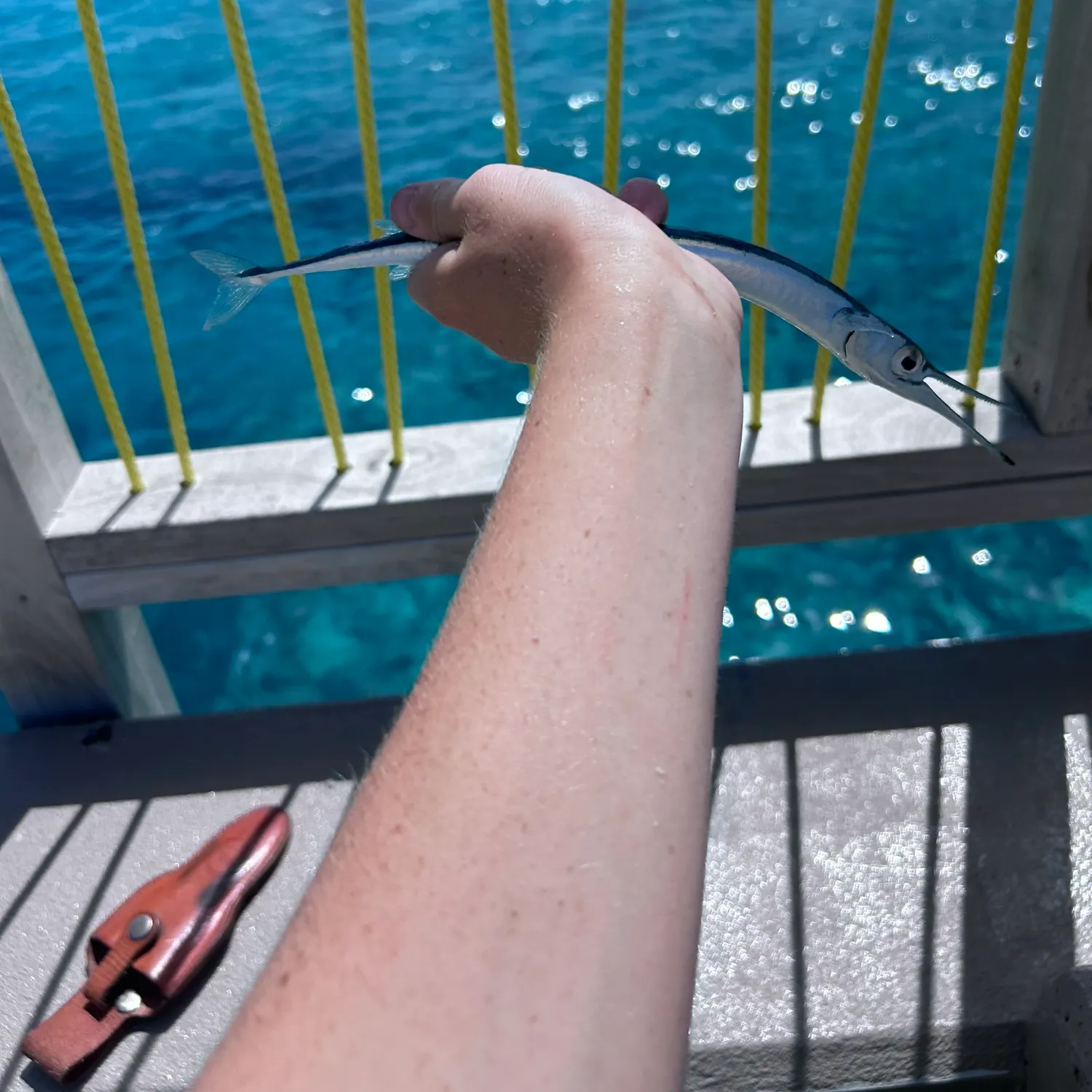 Flat needlefish caught on Fishbrain