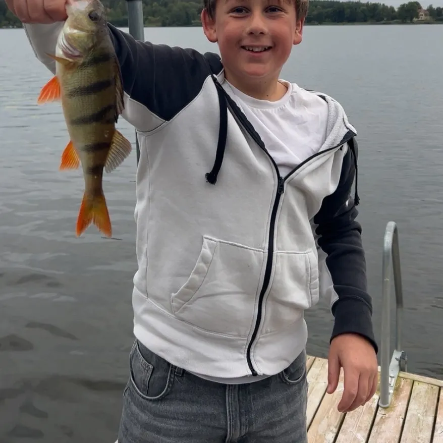 European perch caught on Fishbrain