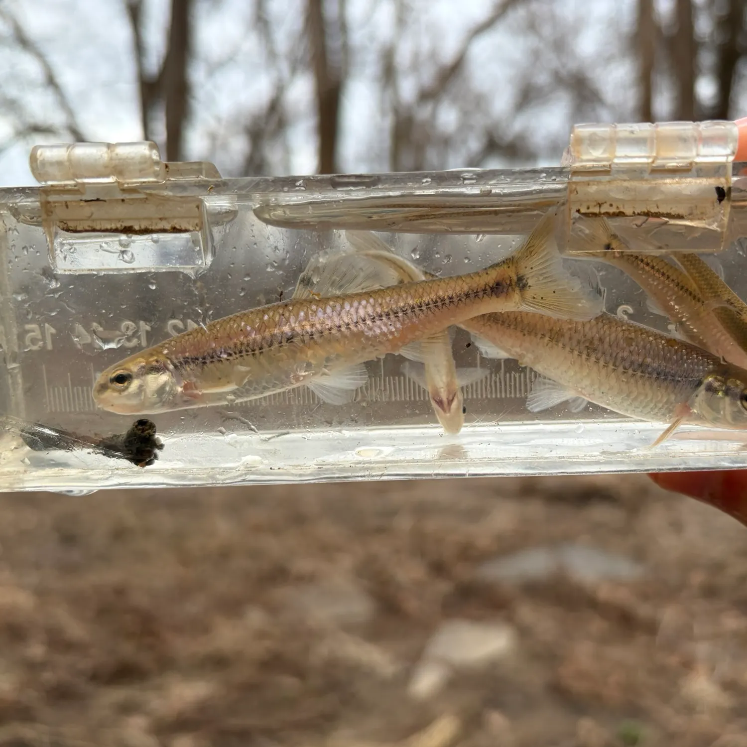 The most recent Bluntnose minnow catches on Fishbrain