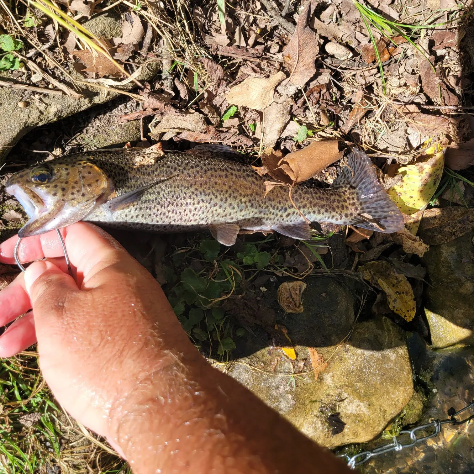 Rainbow trout caught on Fishbrain