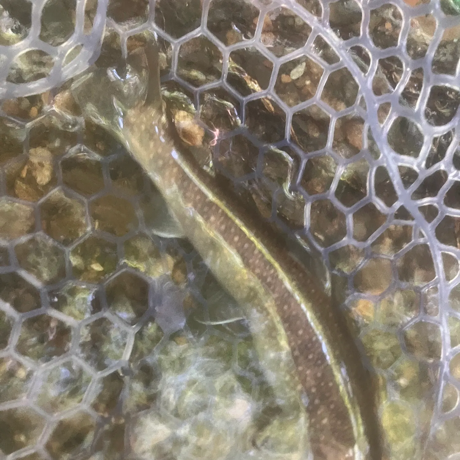 The most recent Japanese pluvius char catches on Fishbrain