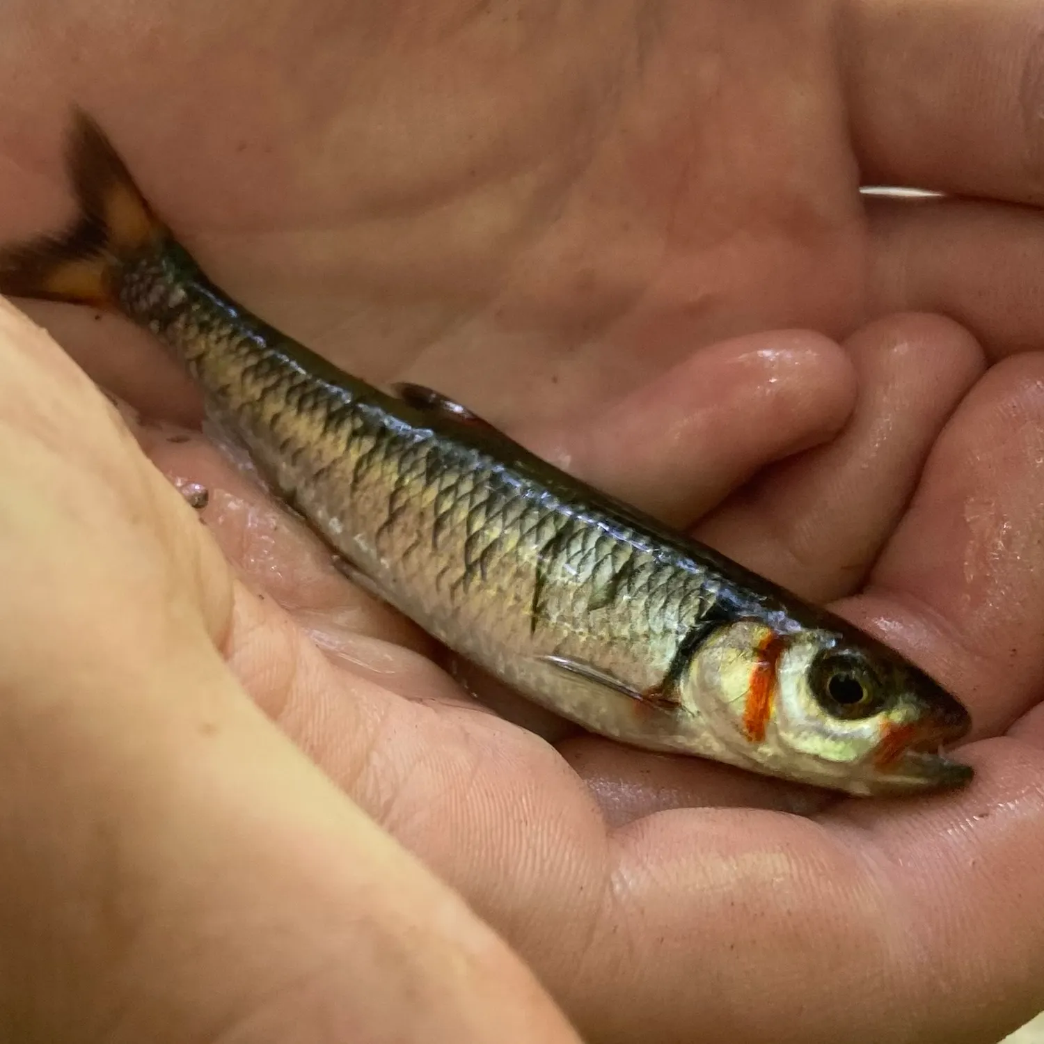 The most recent Warpaint shiner catches on Fishbrain
