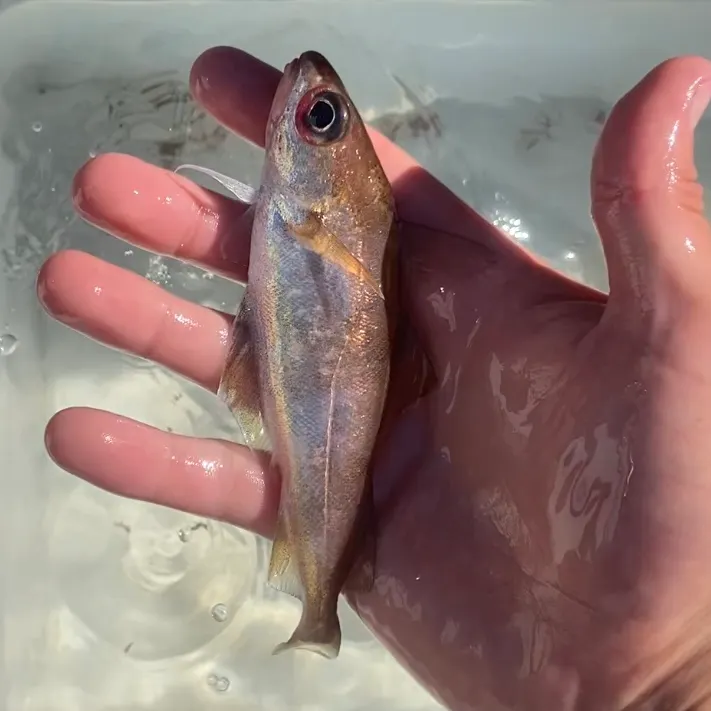 The most recent Poor cod catches on Fishbrain