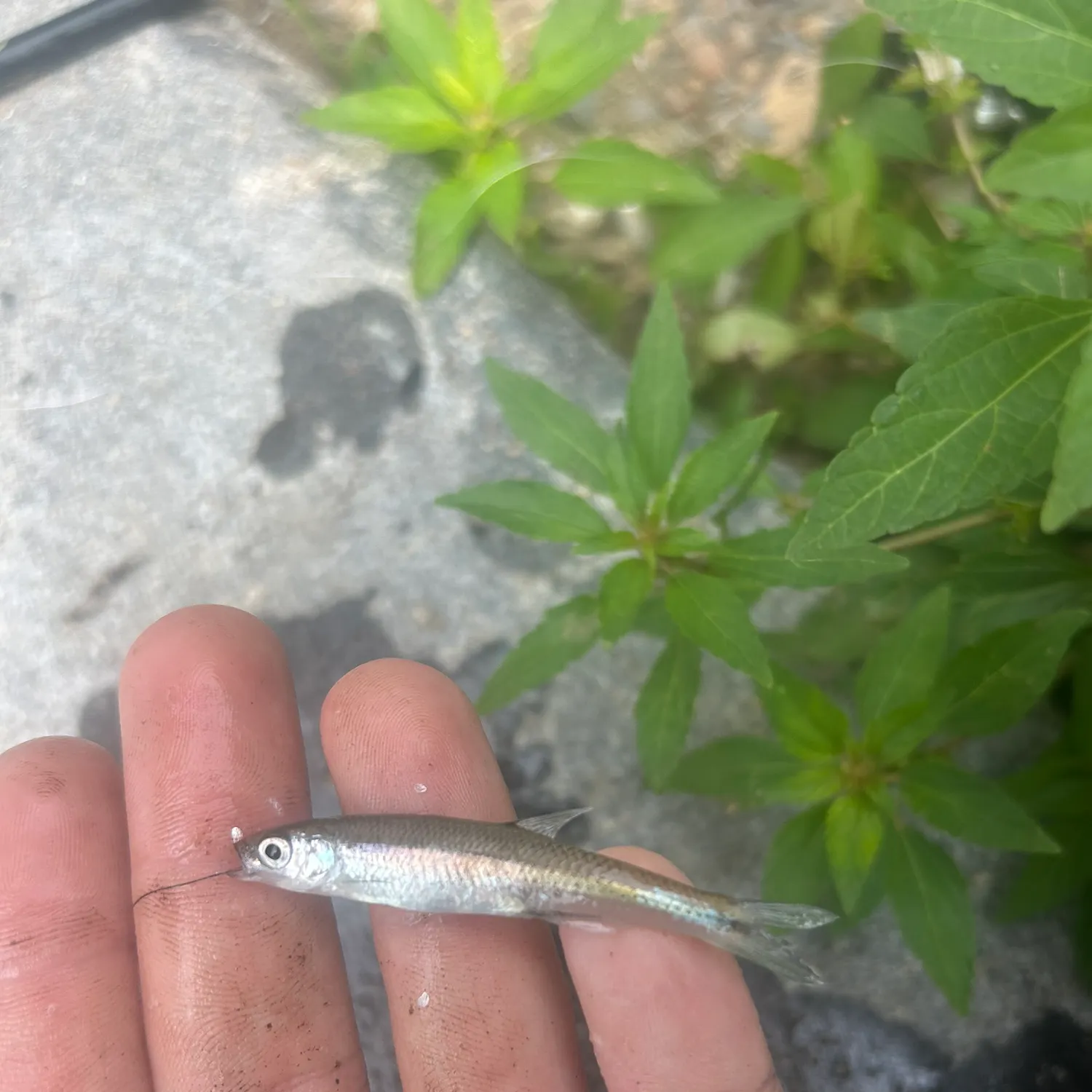 The most recent Rosefin shiner catches on Fishbrain