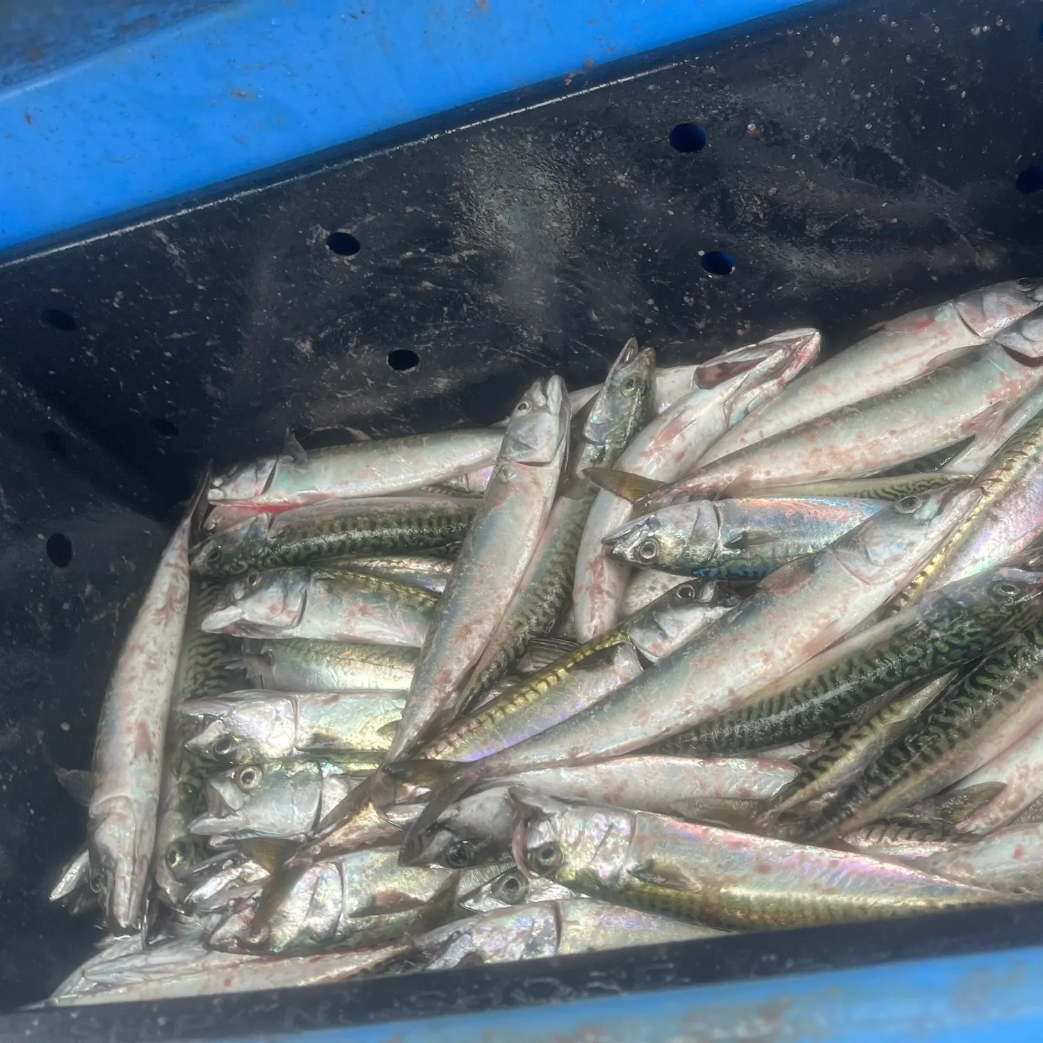 Atlantic herring caught on Fishbrain