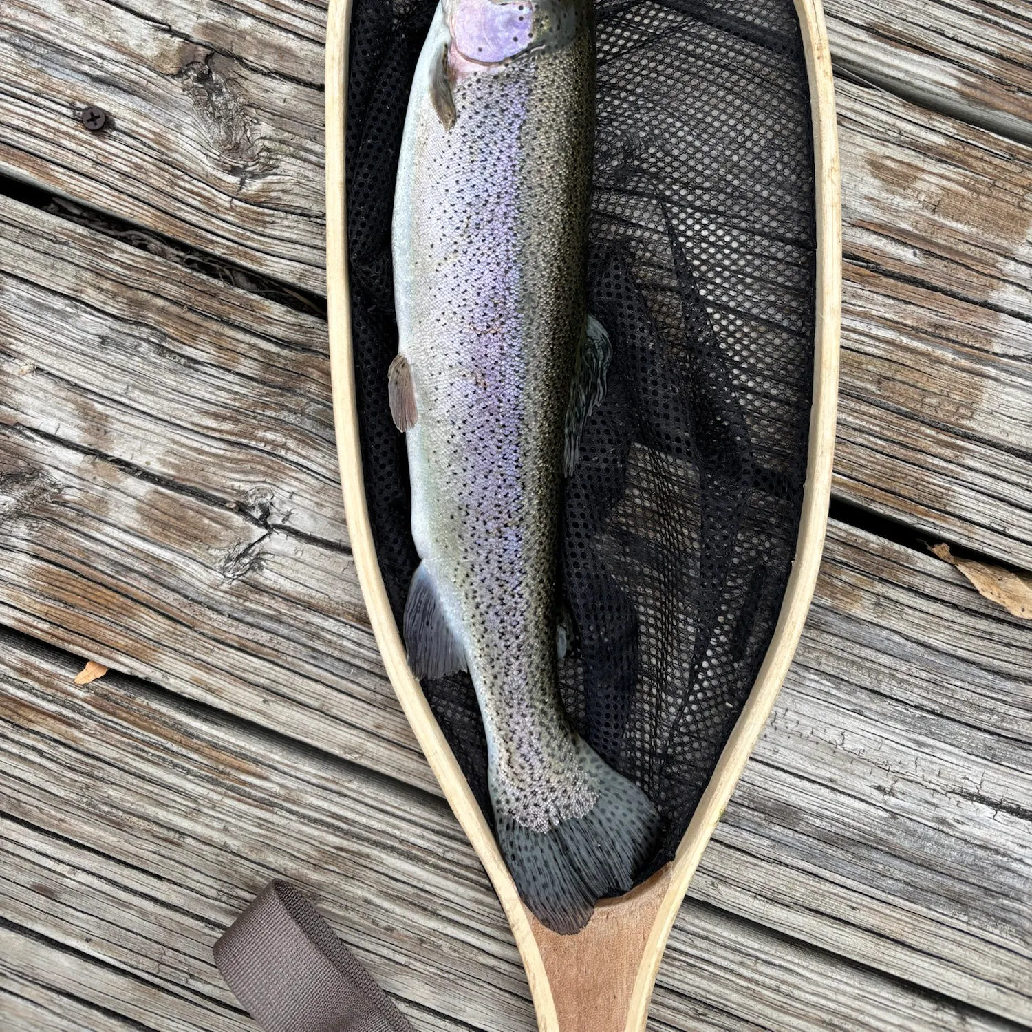 Rainbow trout caught on Fishbrain
