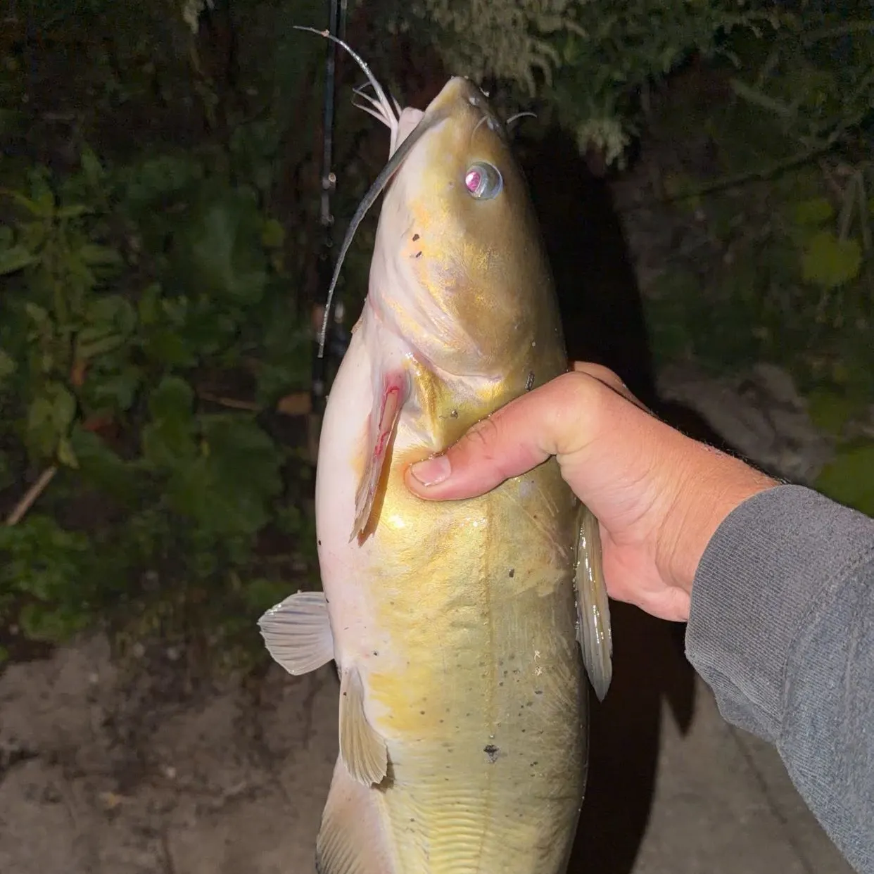 Channel catfish caught on Fishbrain