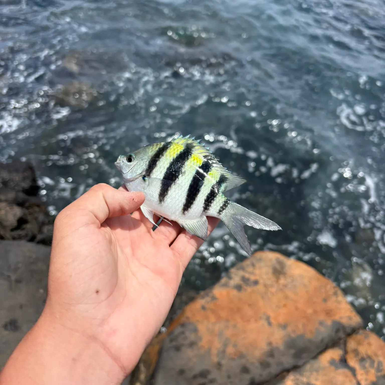The most recent Sergeant-major catches on Fishbrain