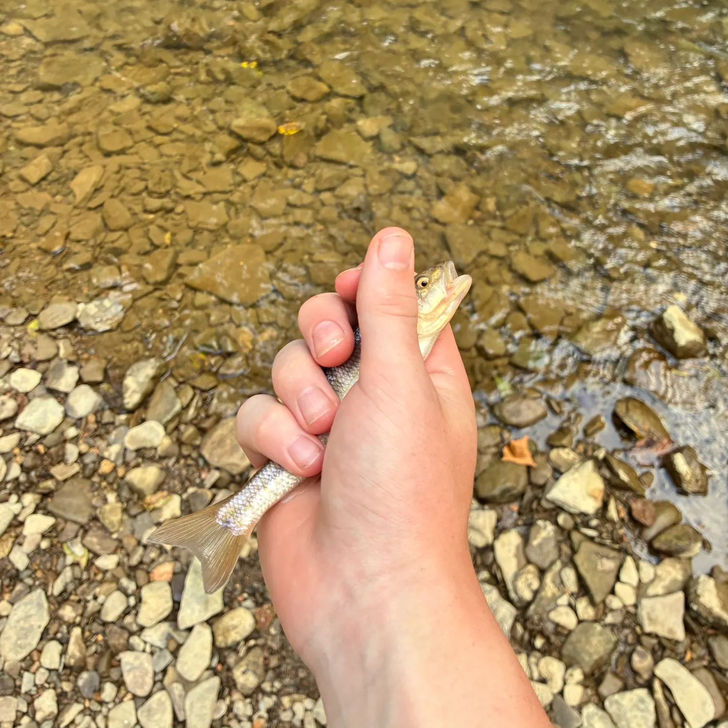 Creek chub caught on Fishbrain