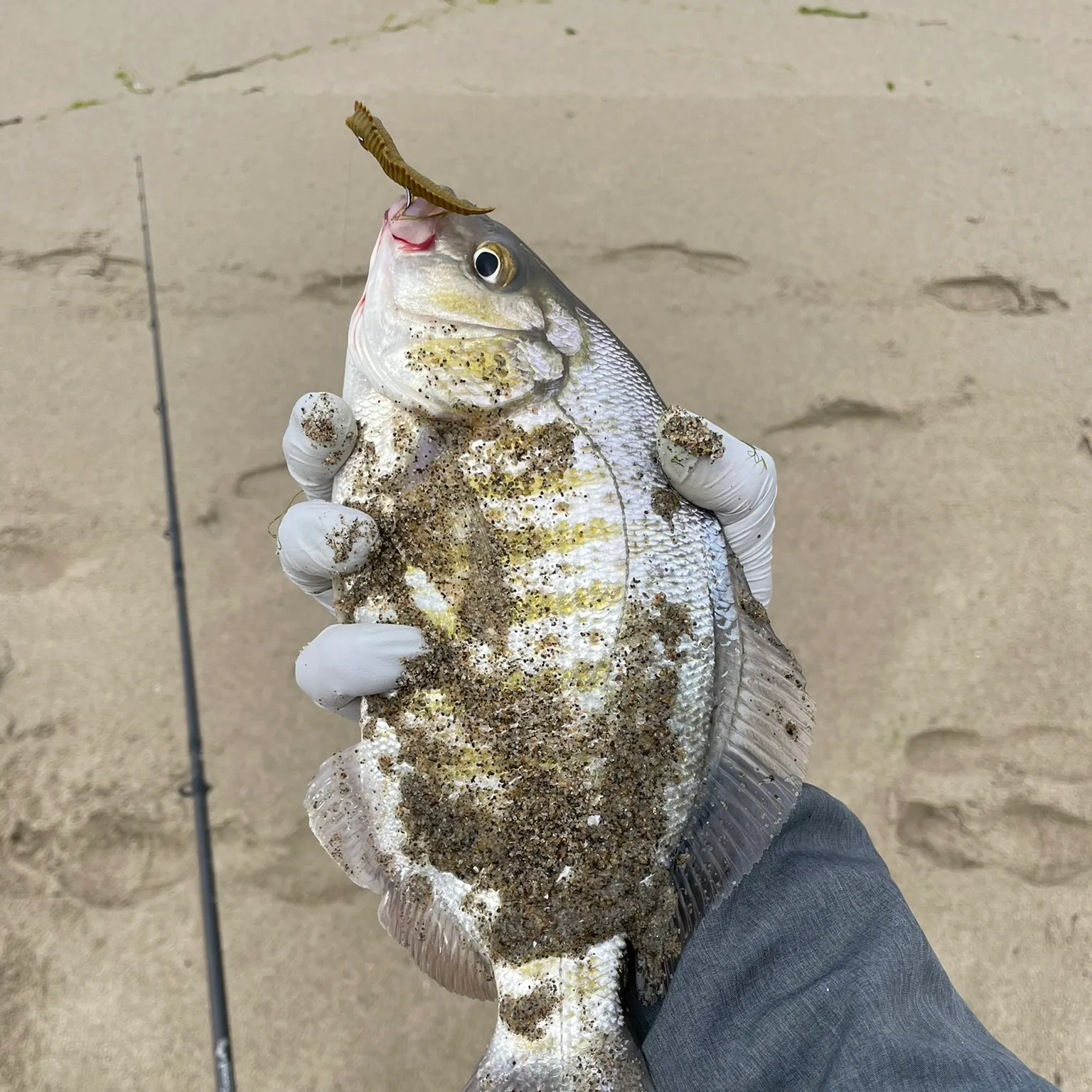 The most recent Barred surfperch catches on Fishbrain