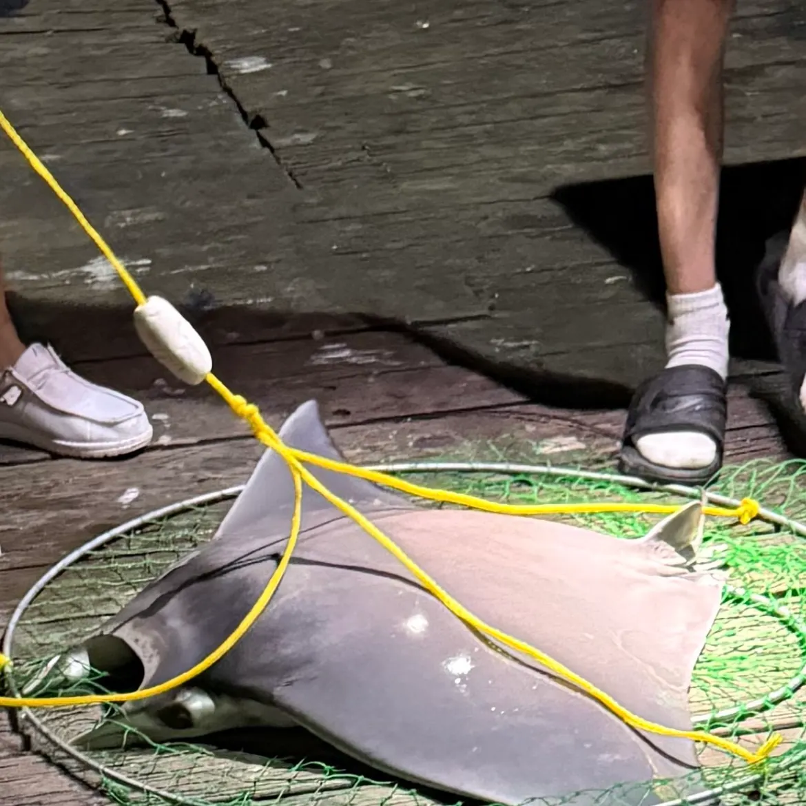 The most recent Reef manta ray catches on Fishbrain