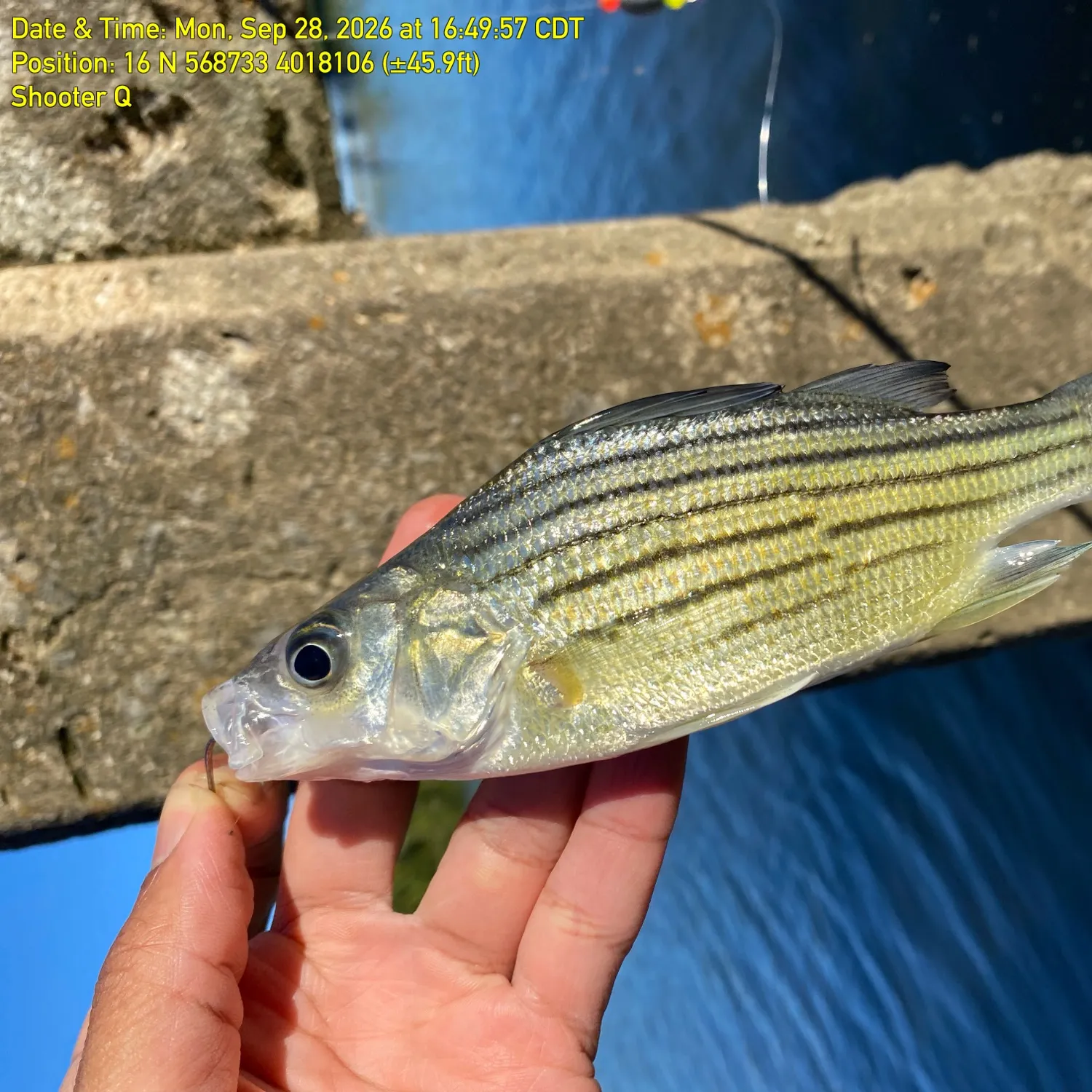 Yellow bass caught on Fishbrain